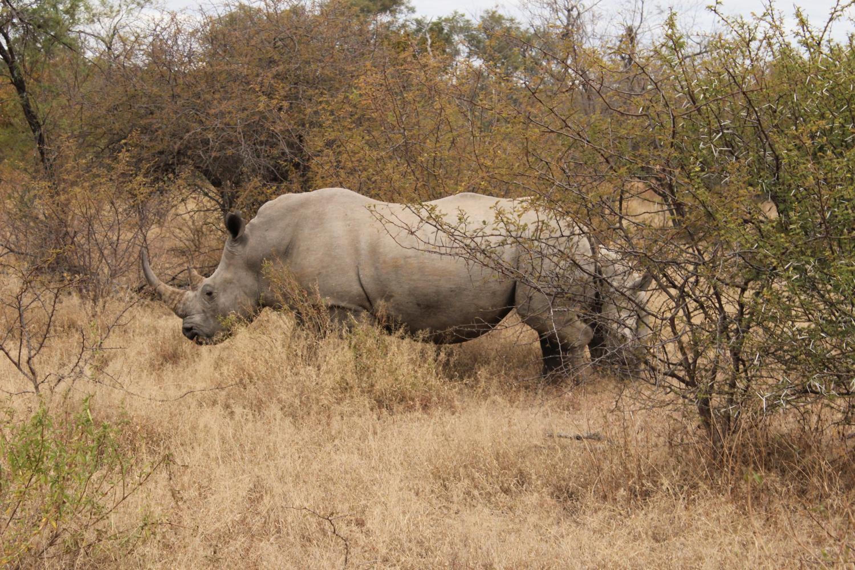 Tamboti Bush Lodge view 4