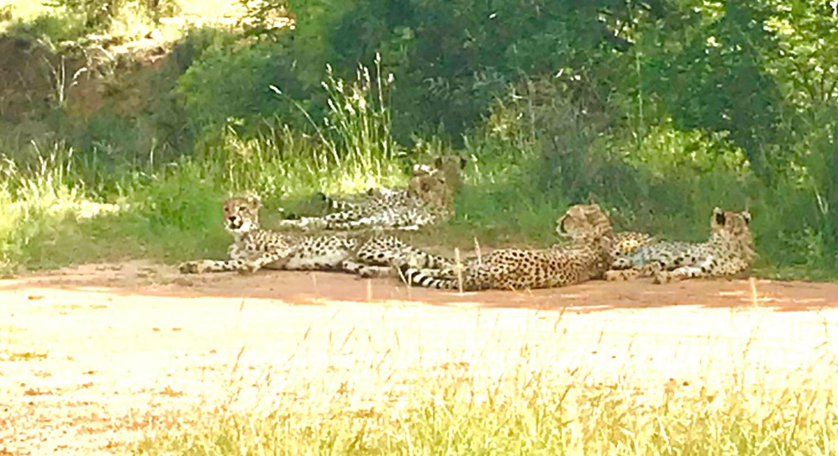 Tamboti Bush Lodge view 5
