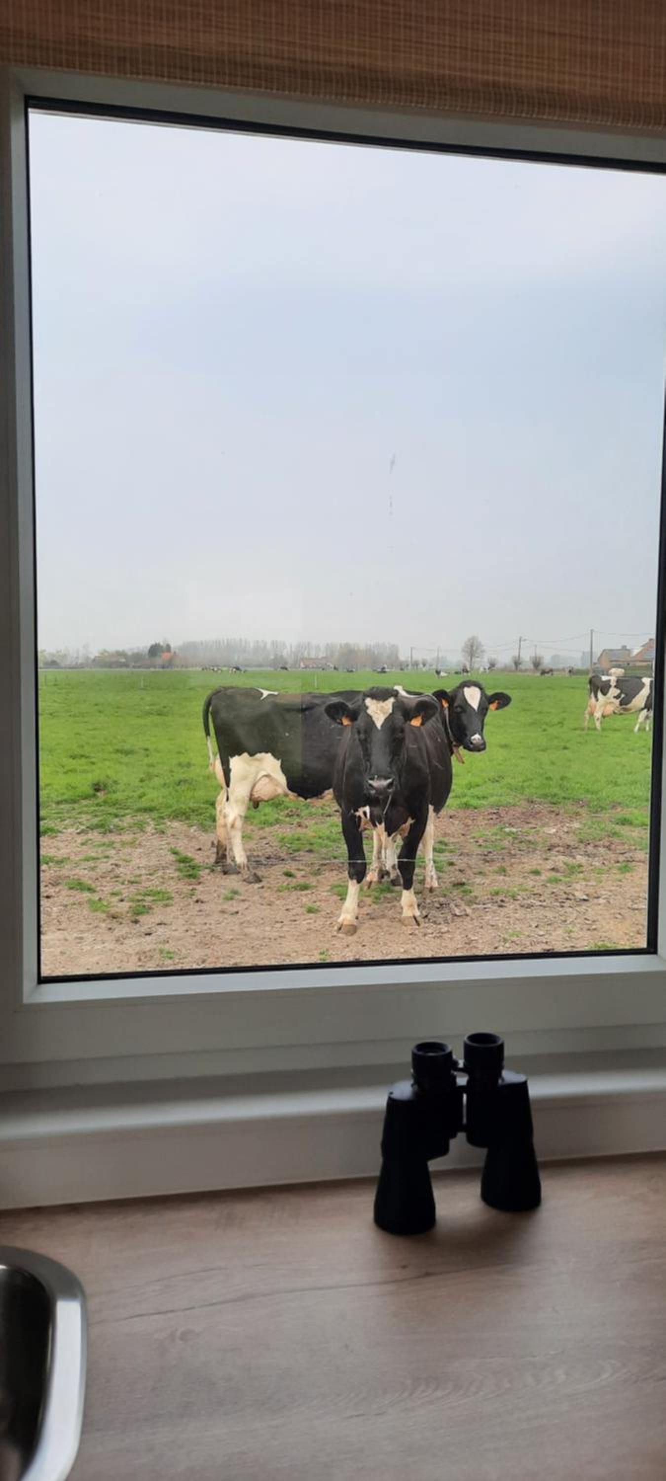 La vache au lit