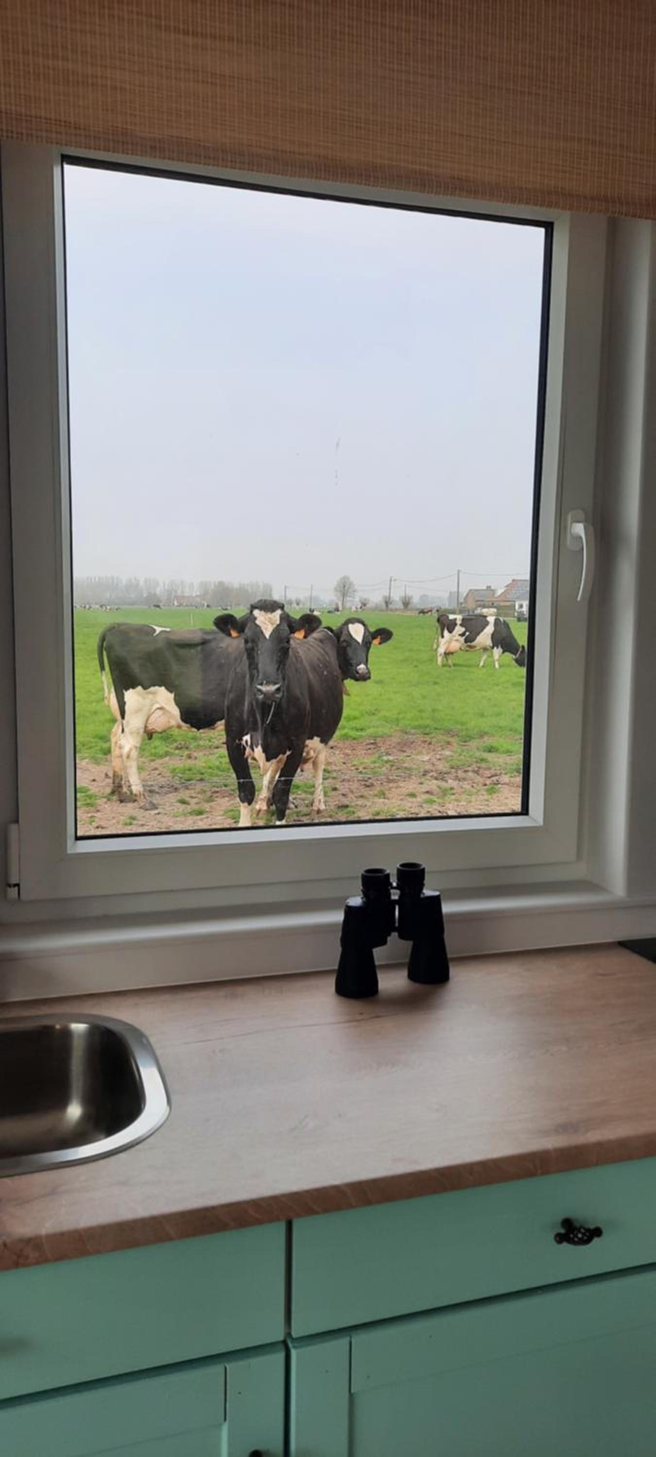 La vache au lit