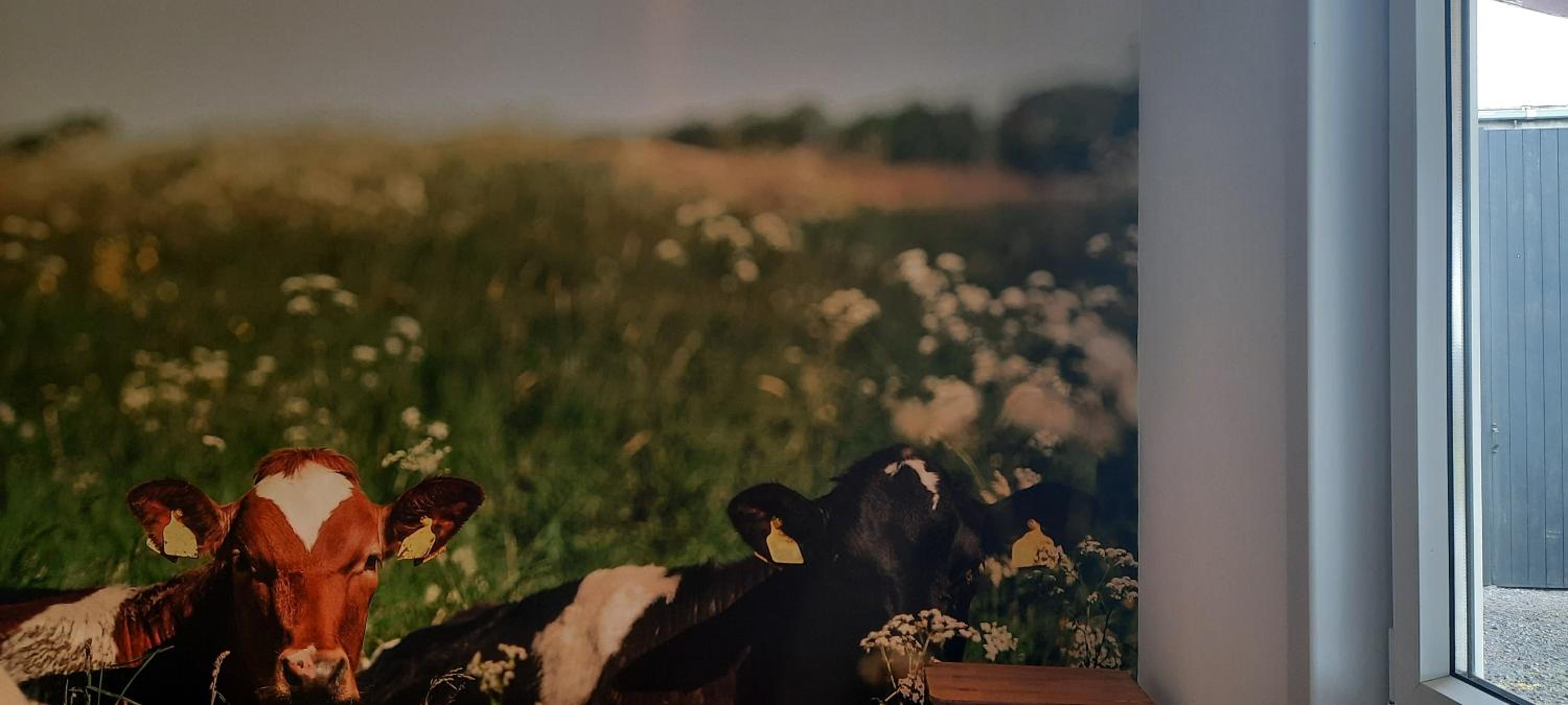 La vache au lit