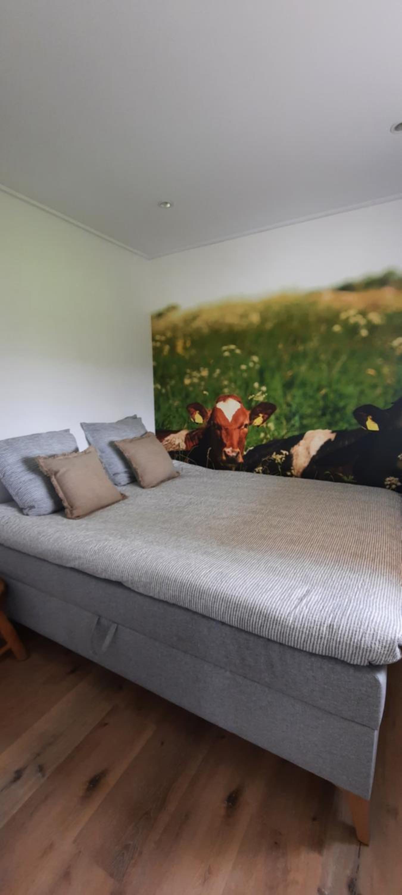 La vache au lit