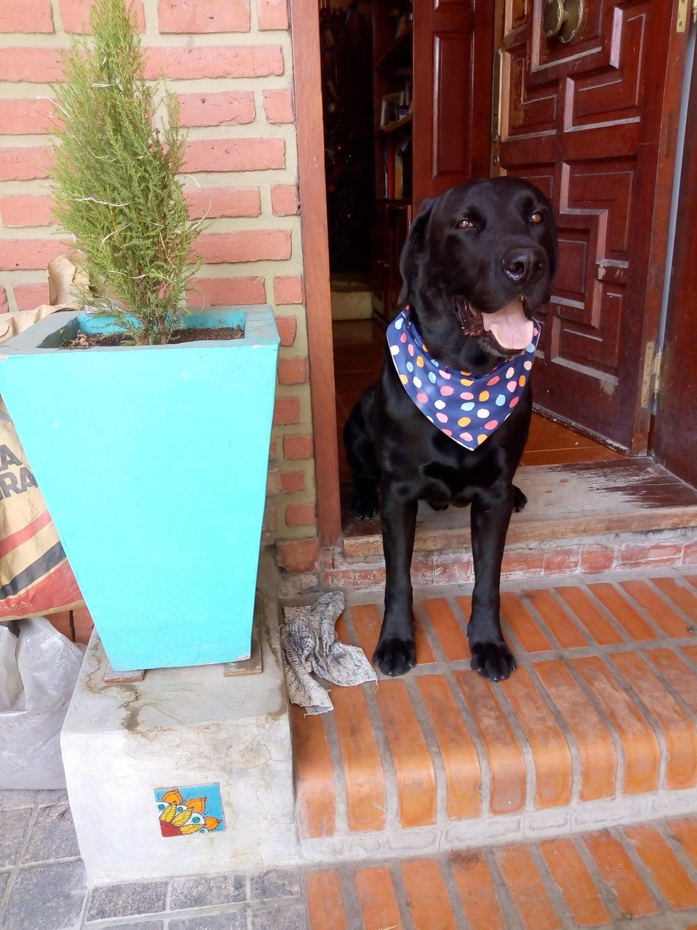 Los Jazmines