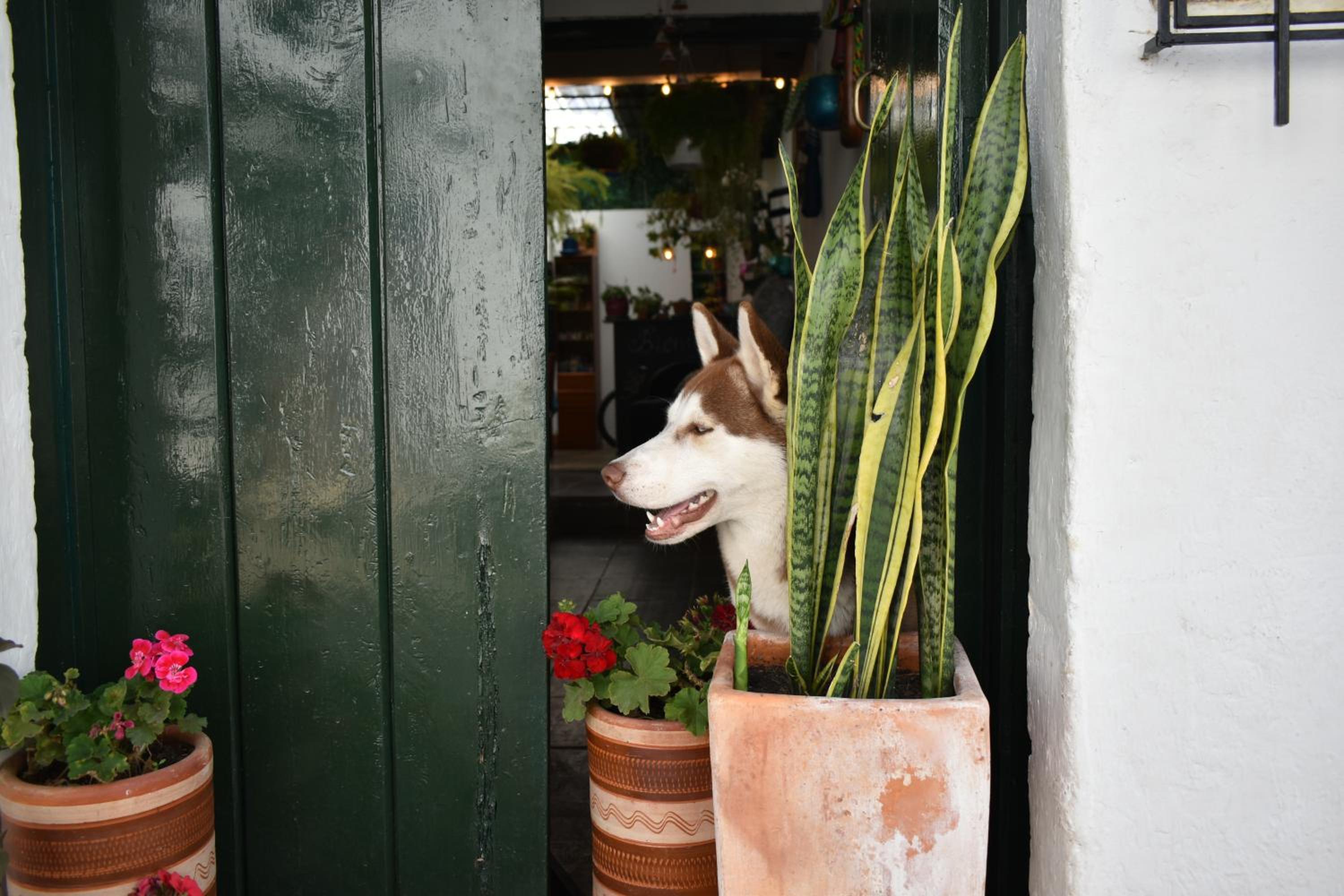 Hospedaje la Casa de Chavela centro histórico