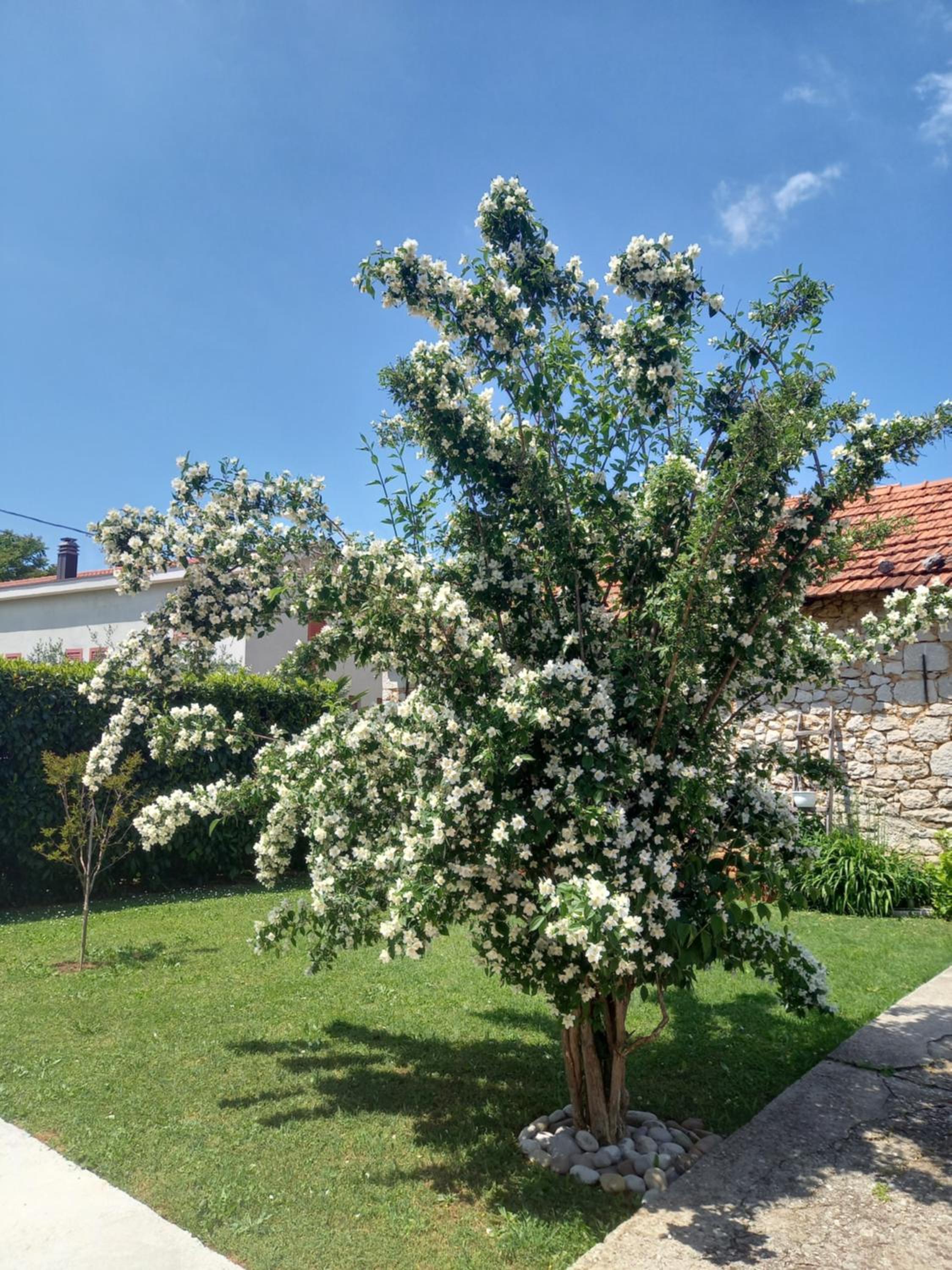 Janja Medjugorje