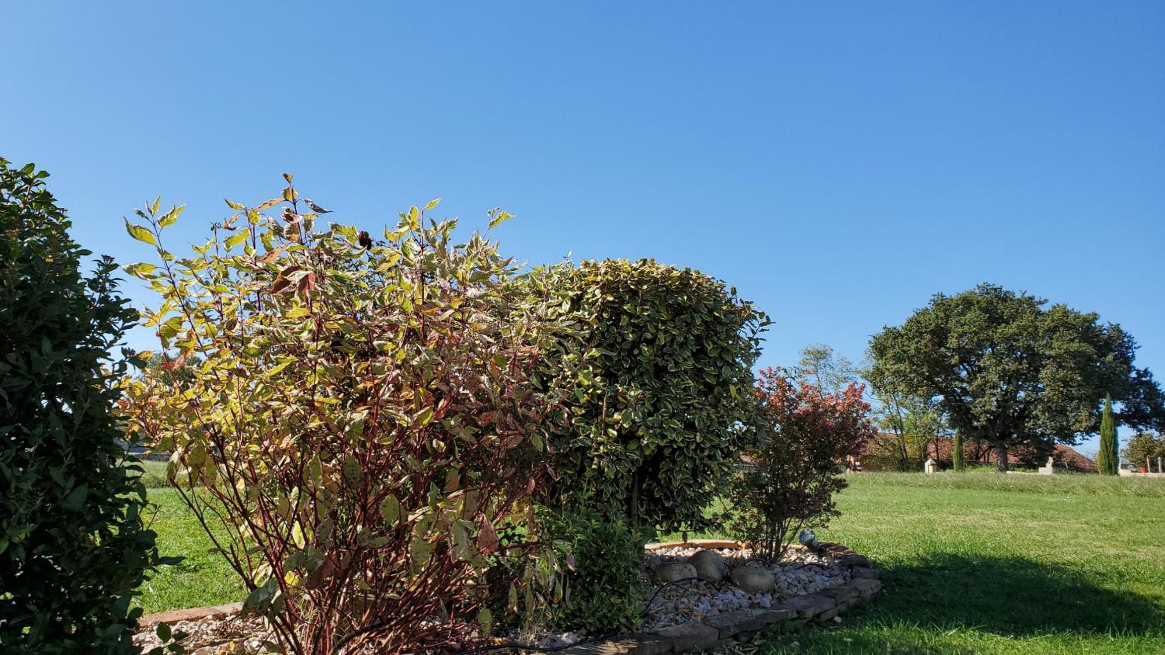 cazelle, photo 4