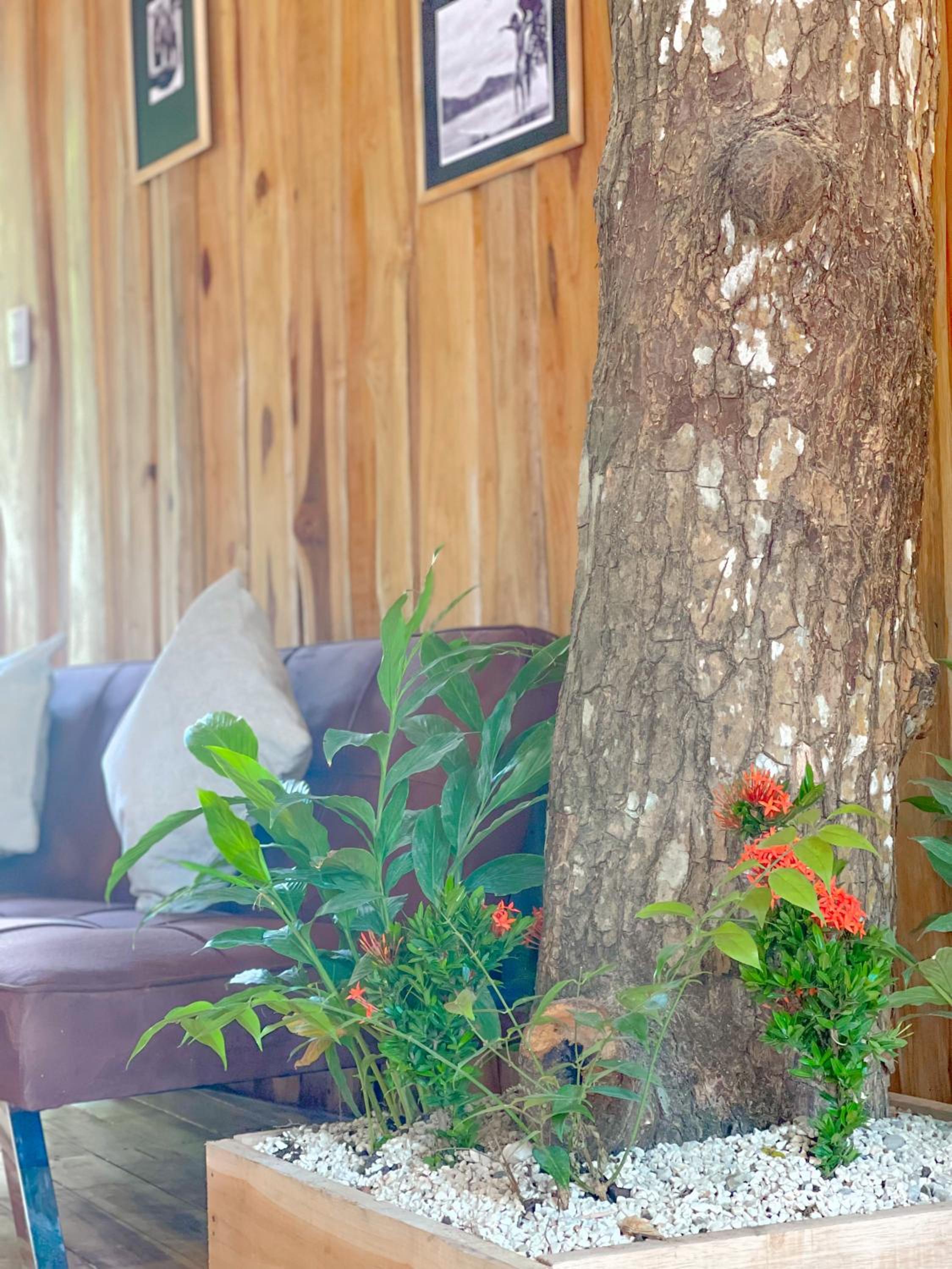 El Gato Rojas Surf Hostel