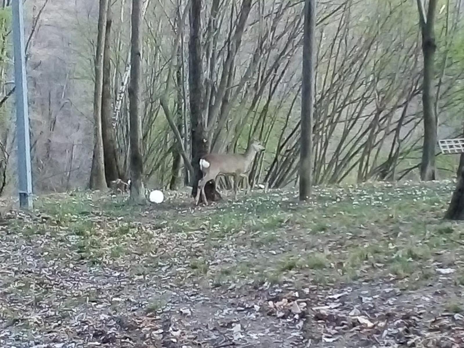 Photo 18
