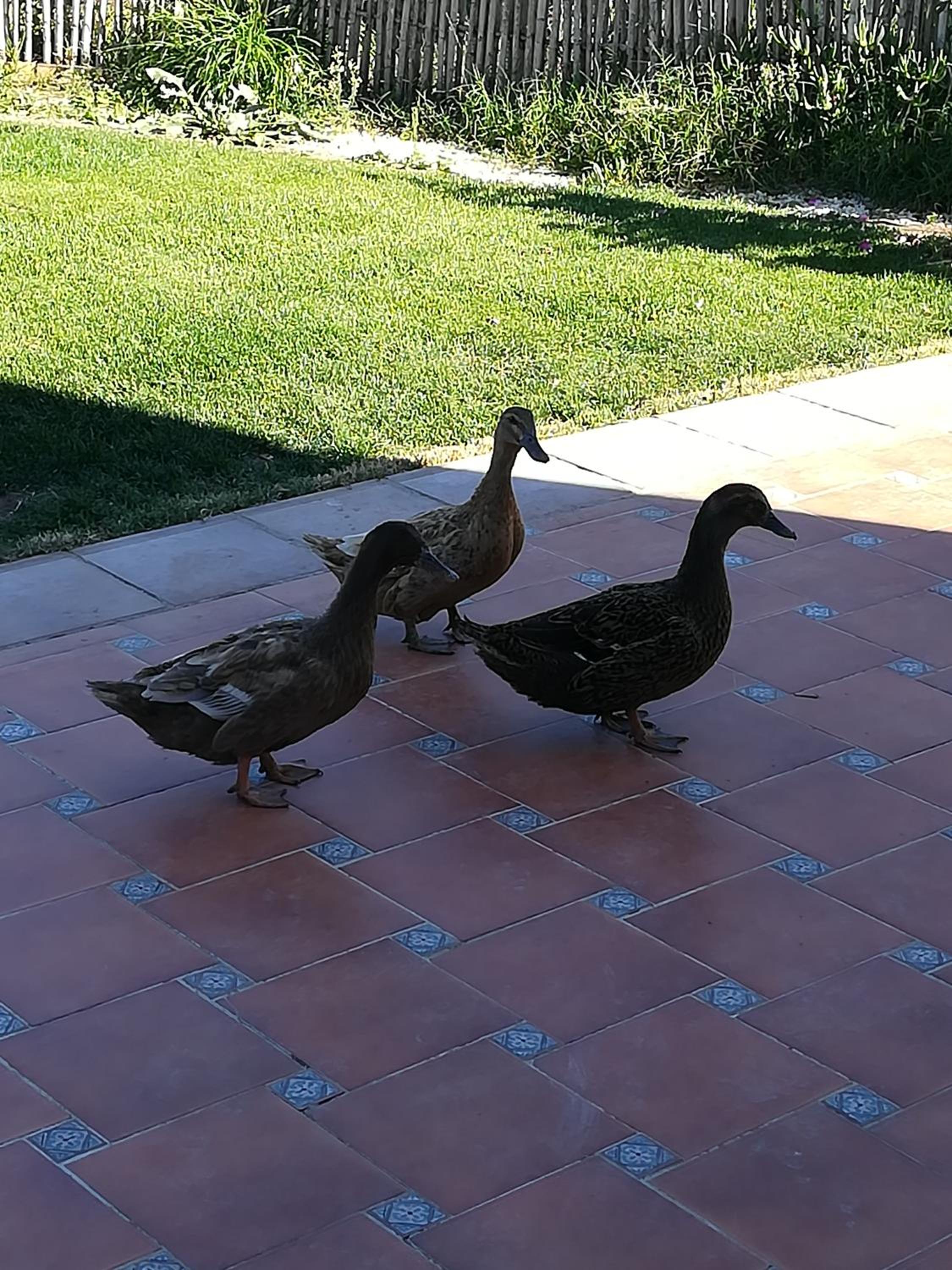 Photo 46