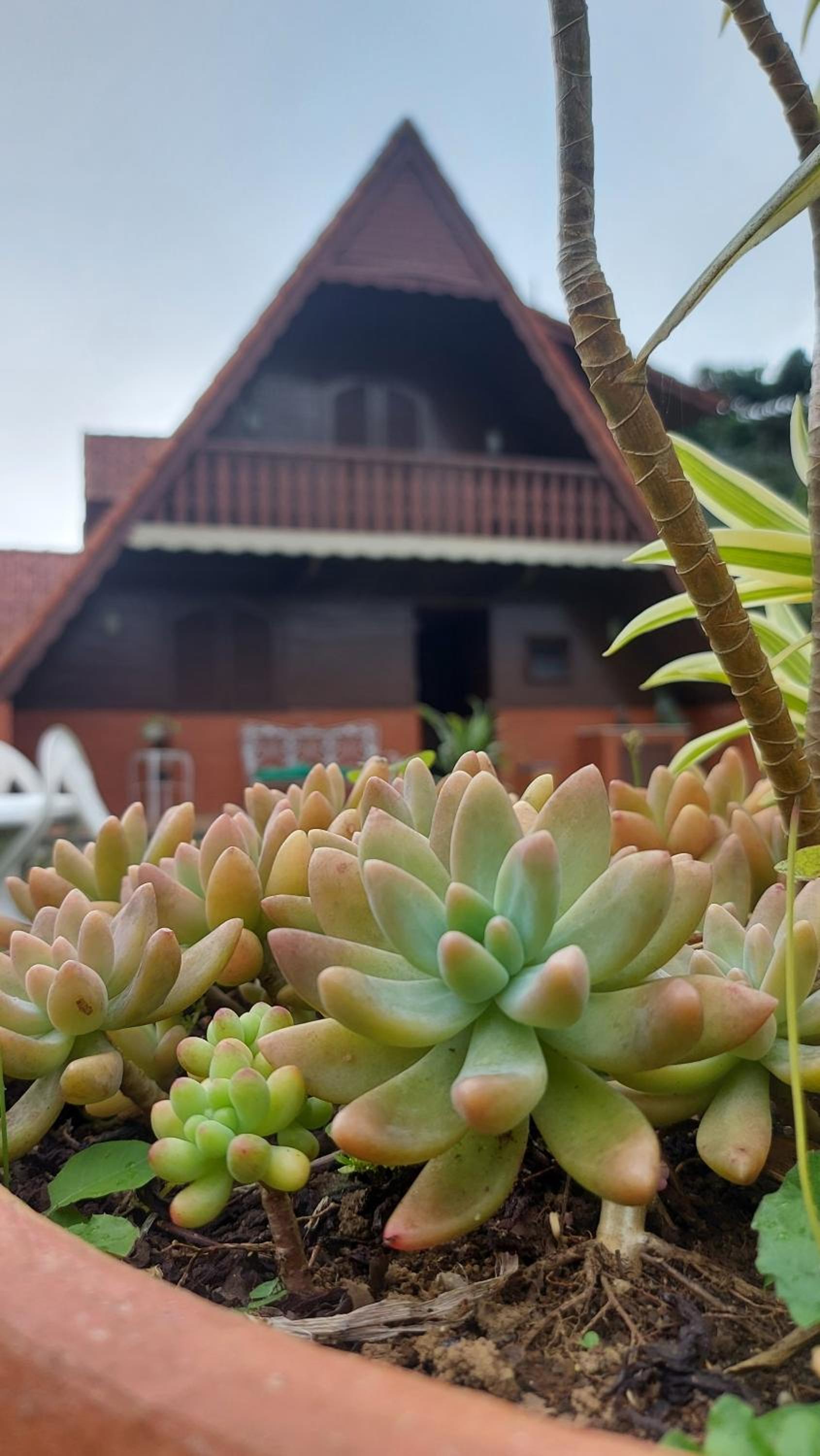 Hortênsias da Serra Pousada view 4