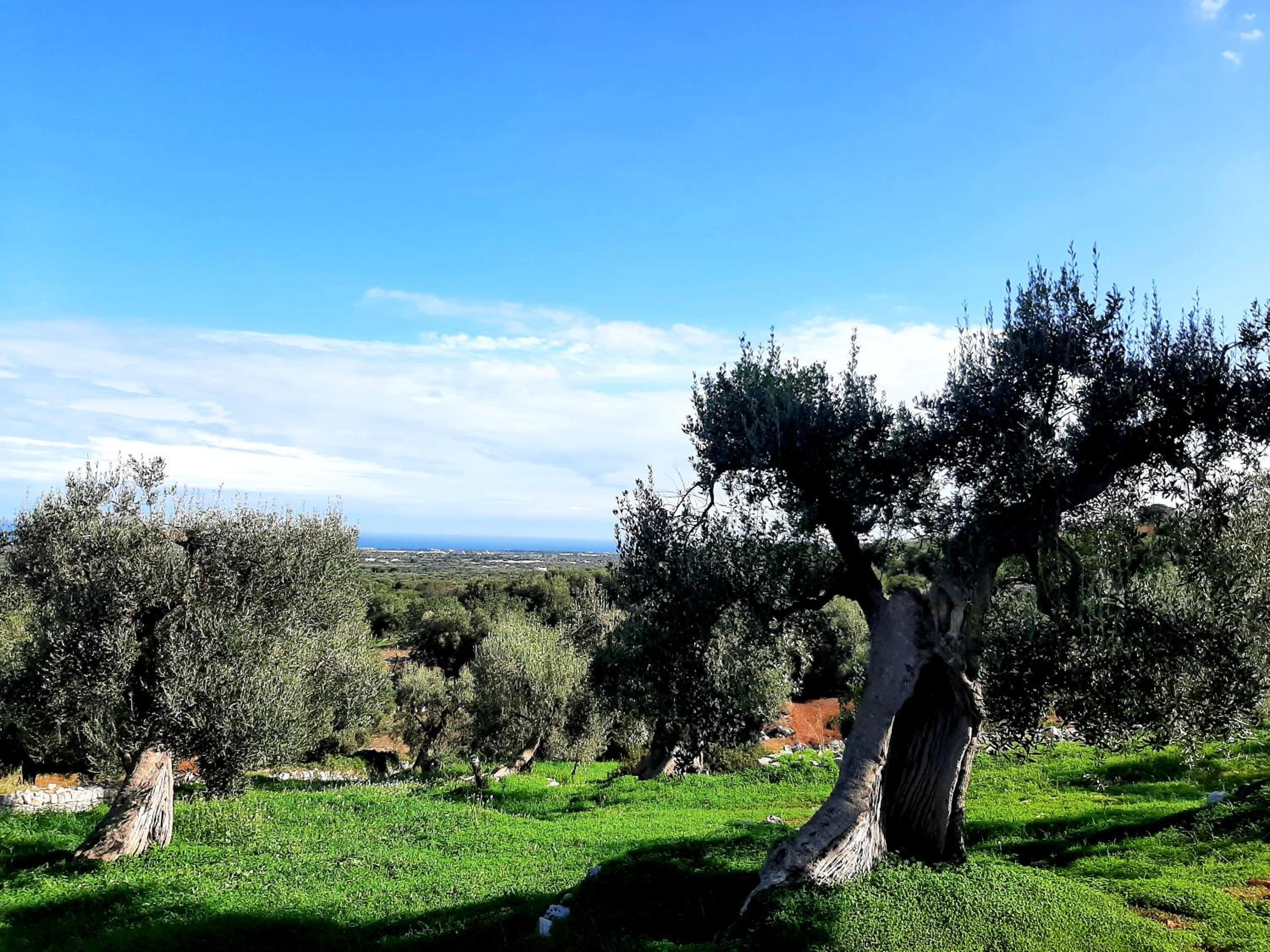 Alla Panoramica