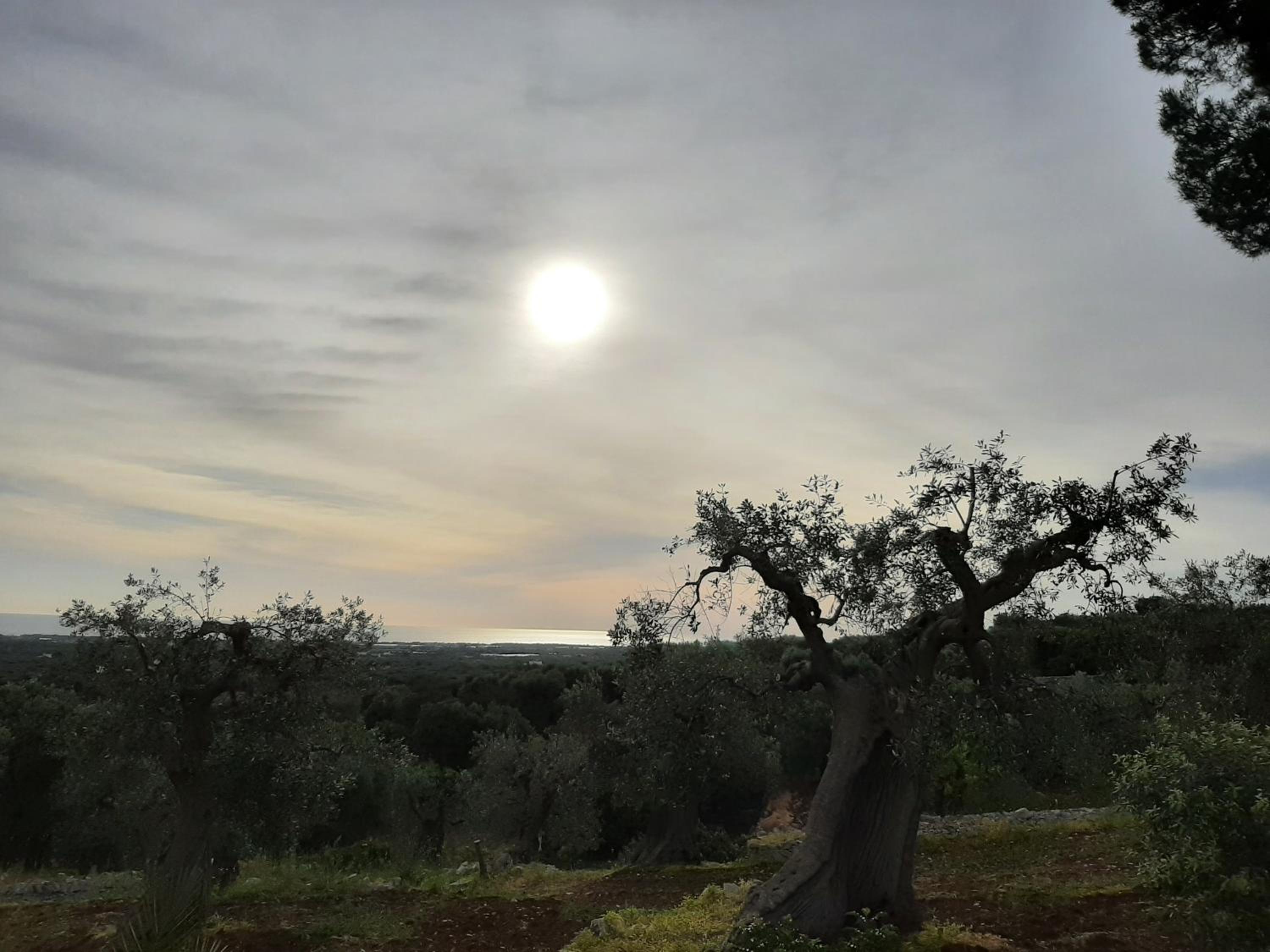 Alla Panoramica