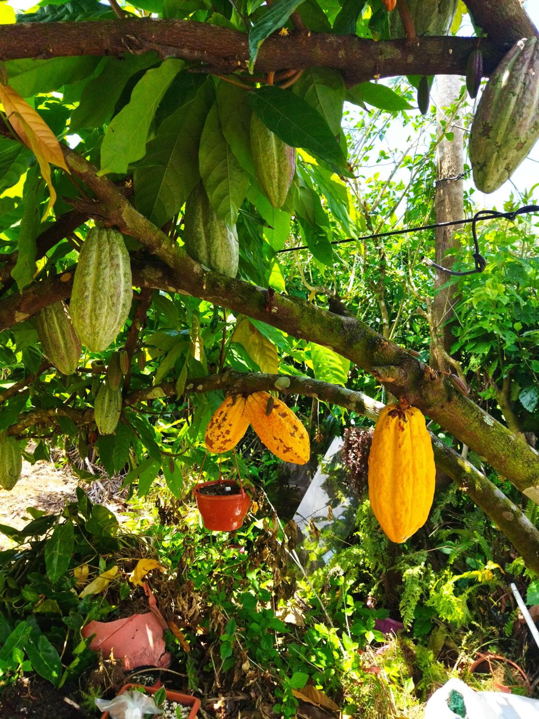 Bijagua paradise Río Celeste