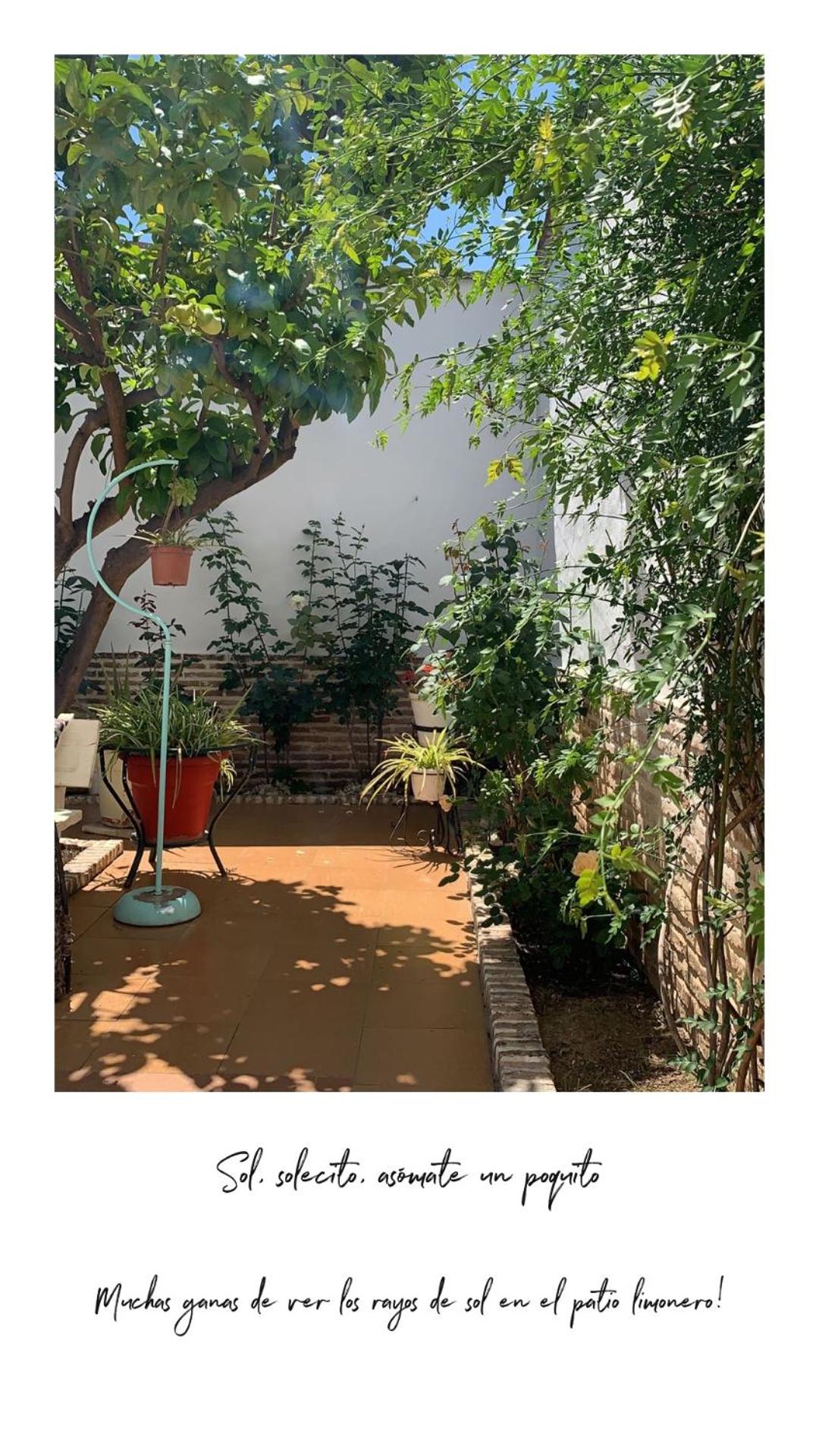 El Patio del Limonero