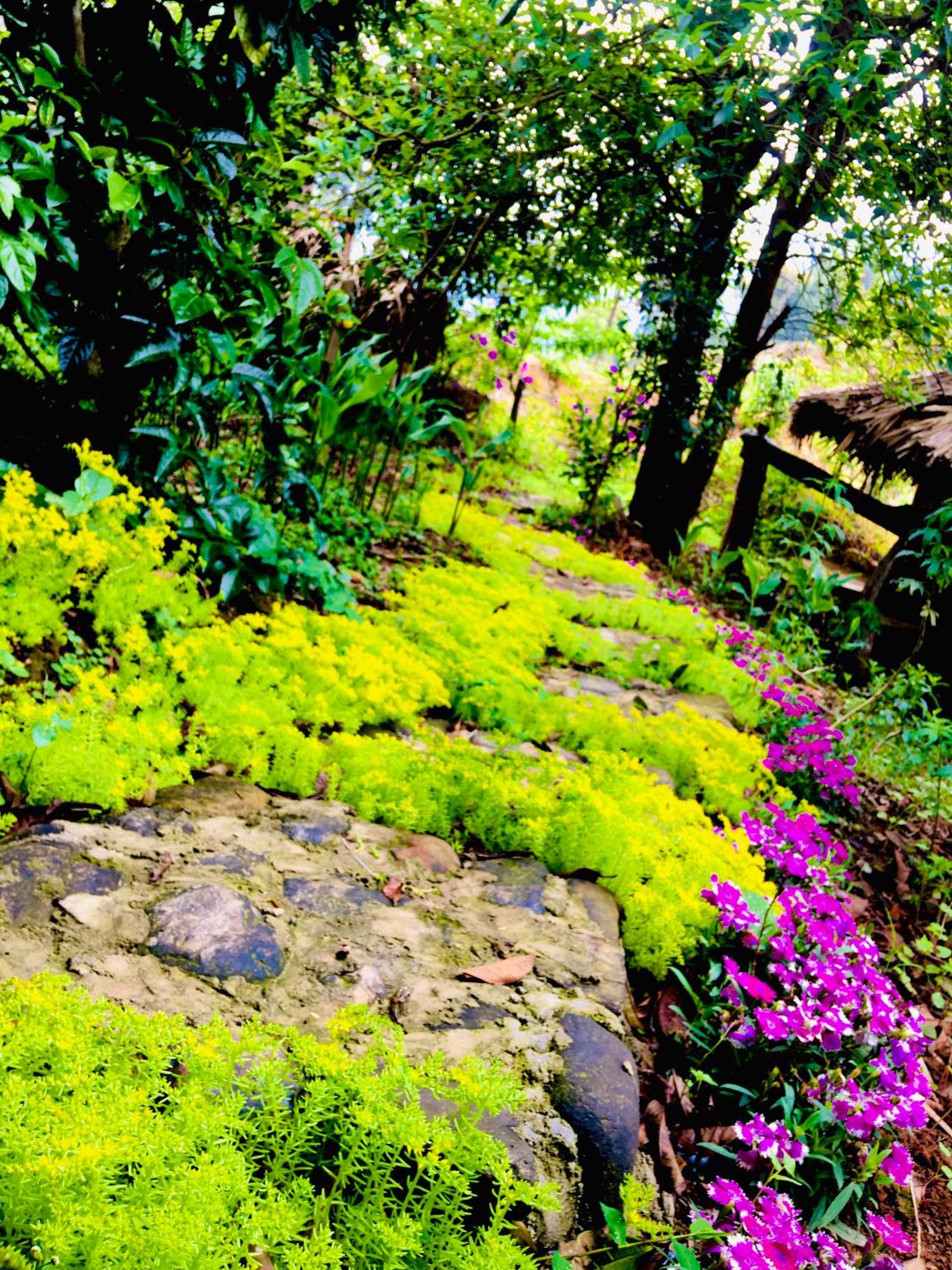 Hello Mu Cang Chai Homestay & Tours