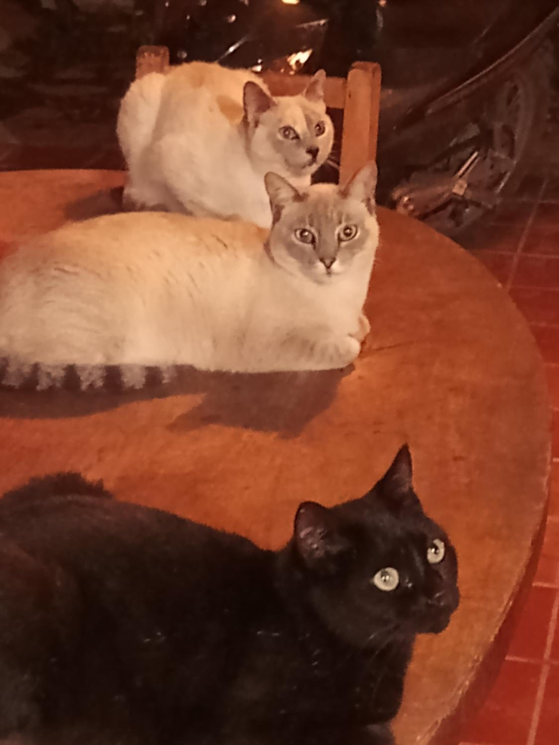 Eco-Cabanas Altozano Nimaima - Property Image 110