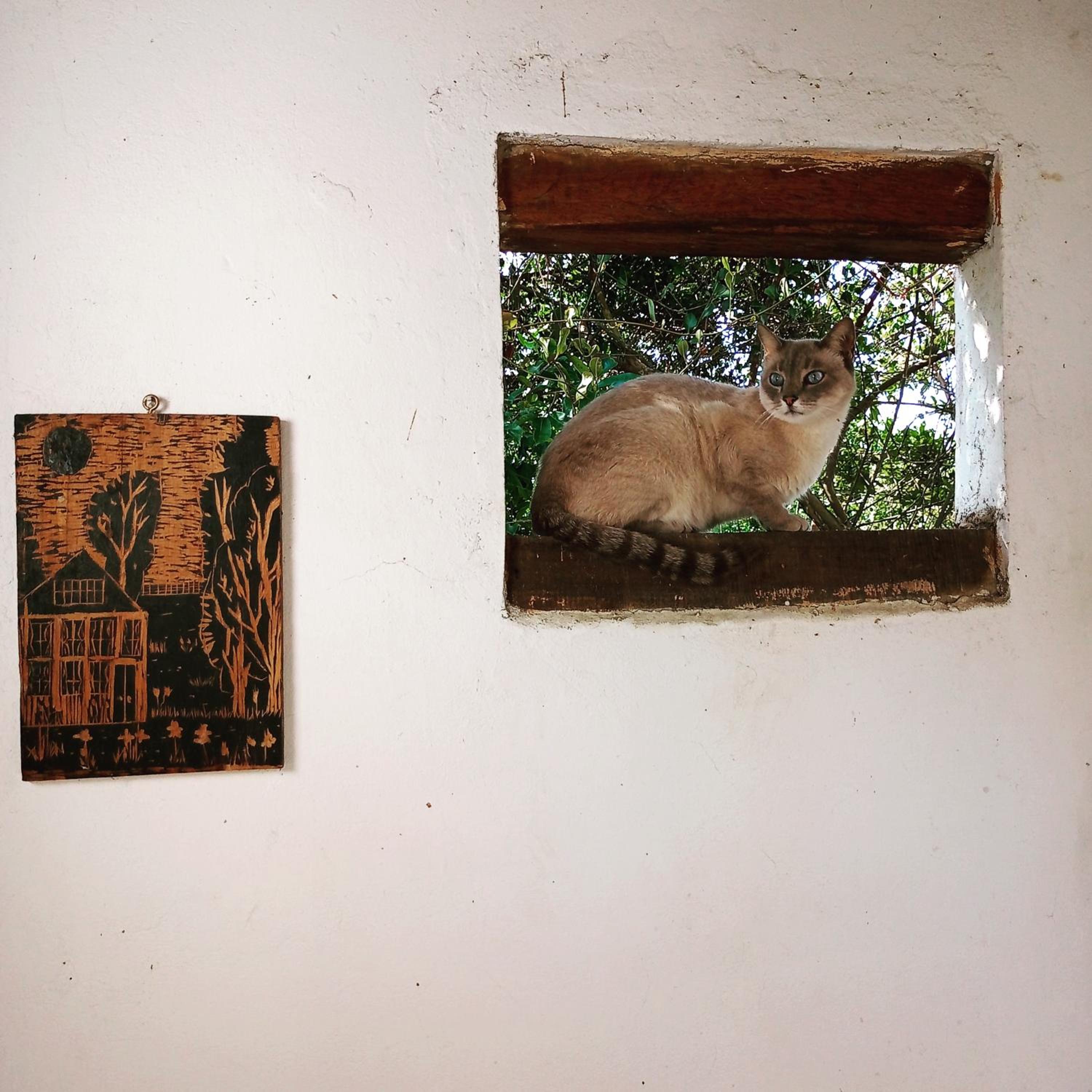 Eco-Cabanas Altozano Nimaima - Property Image 111