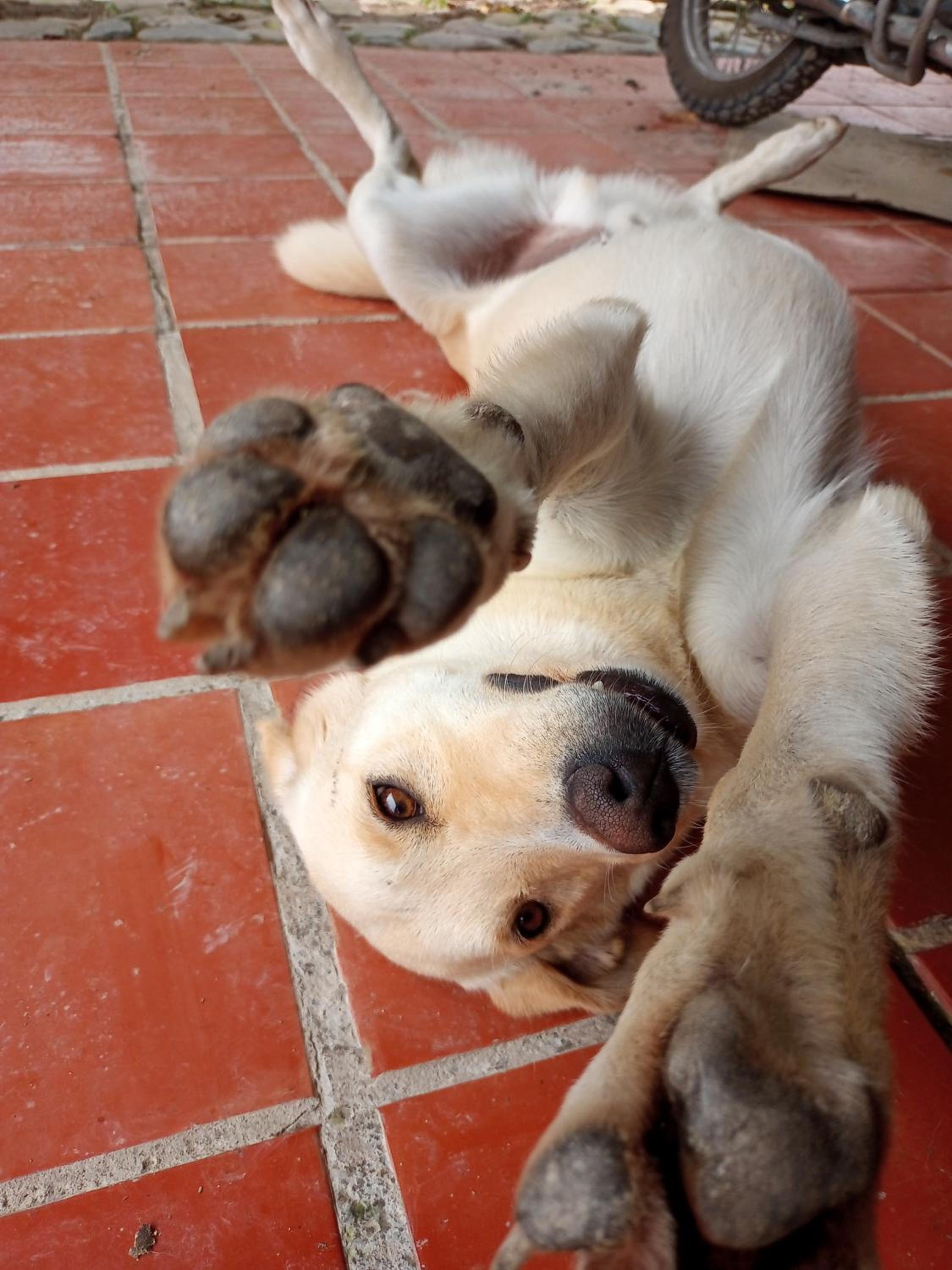 Eco-Cabanas Altozano Nimaima - Property Image 112