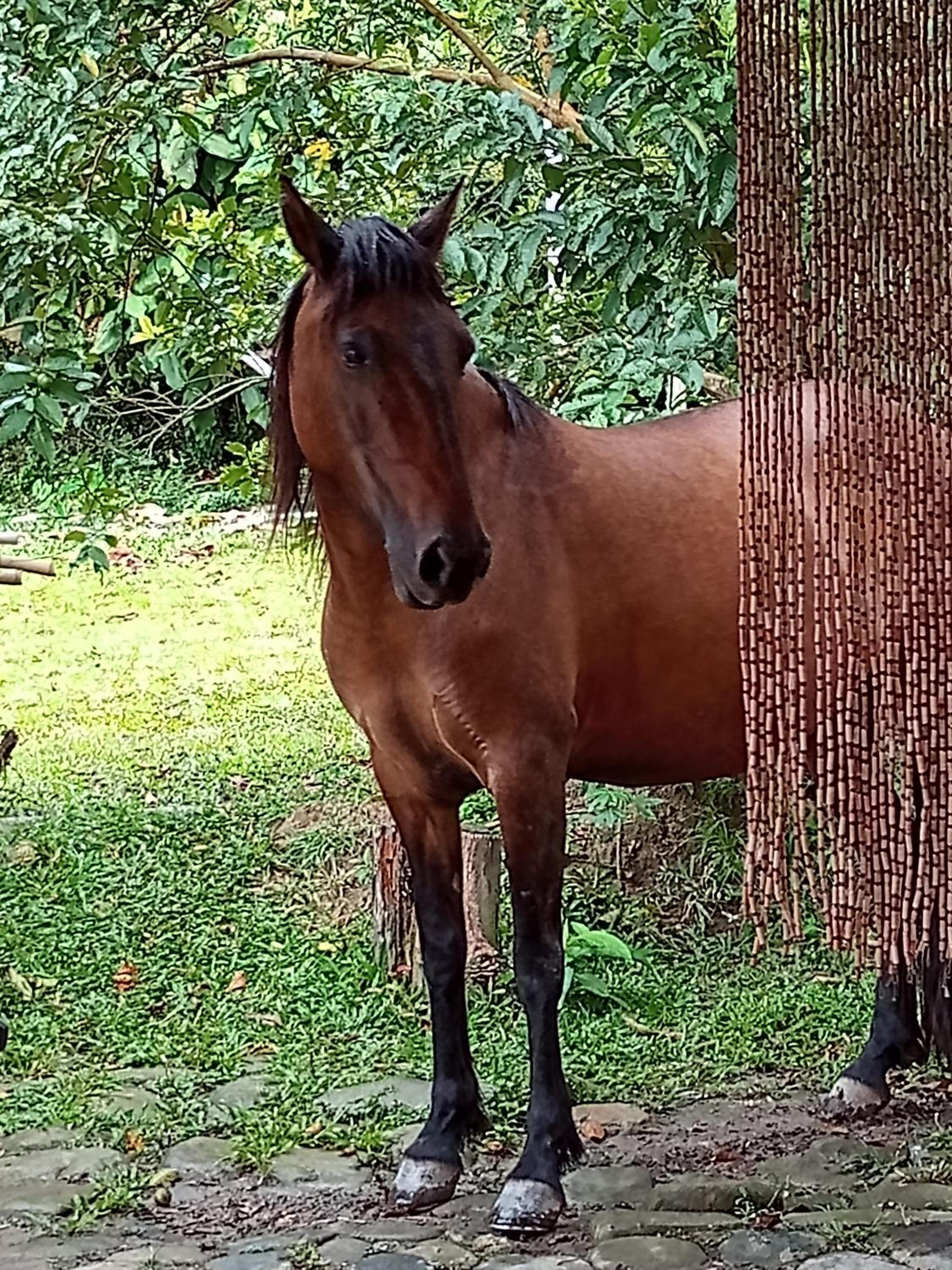 Eco-Cabanas Altozano Nimaima - Property Image 114