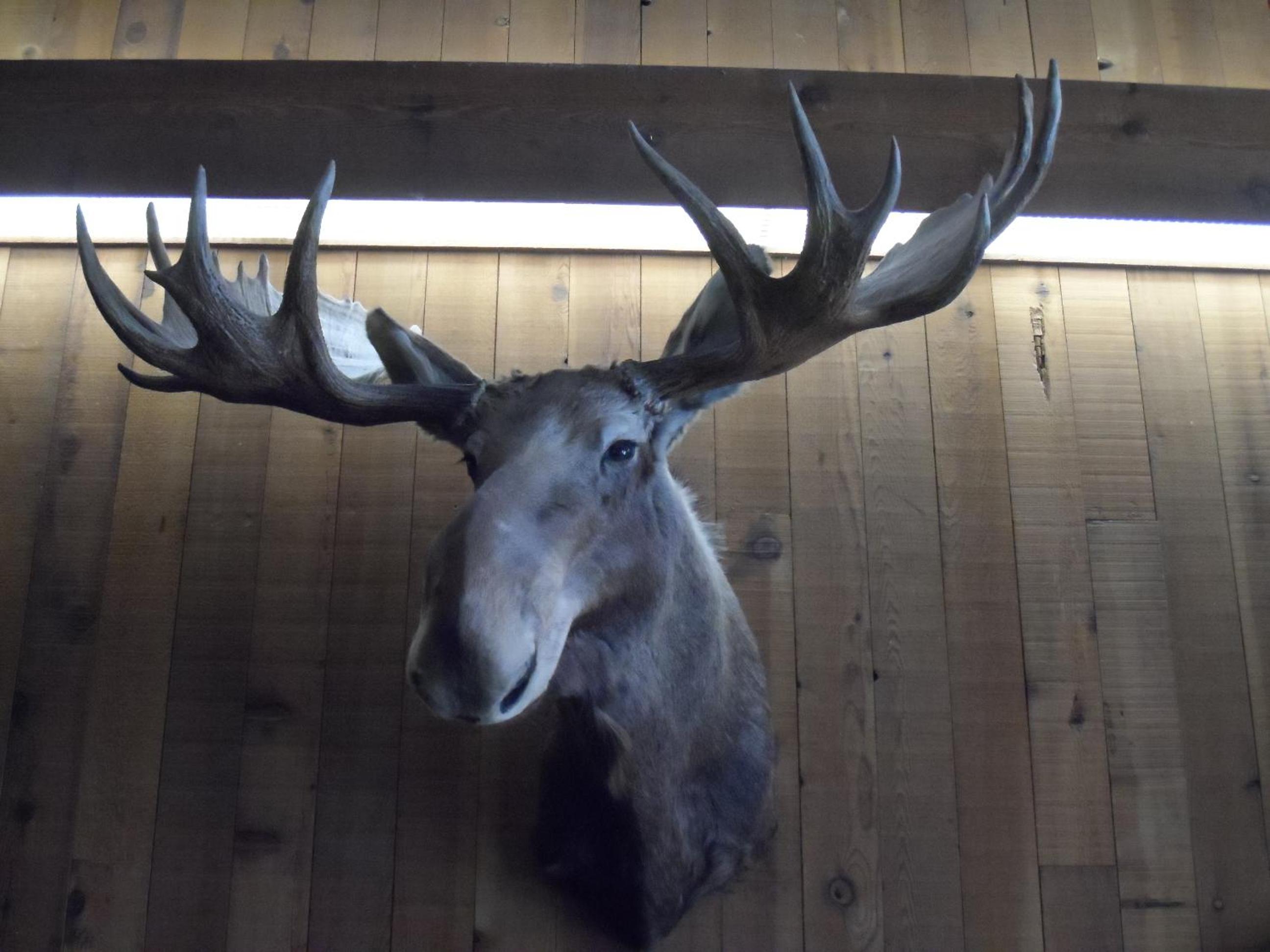 Bear Lodge Motel