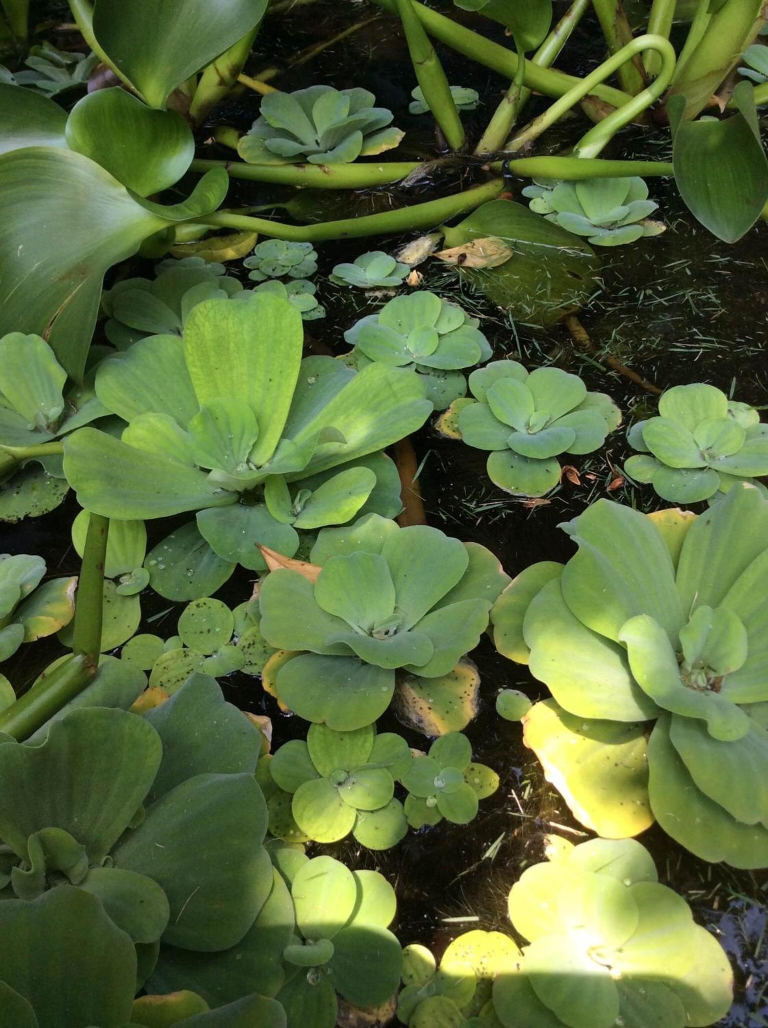Pousada Oasis