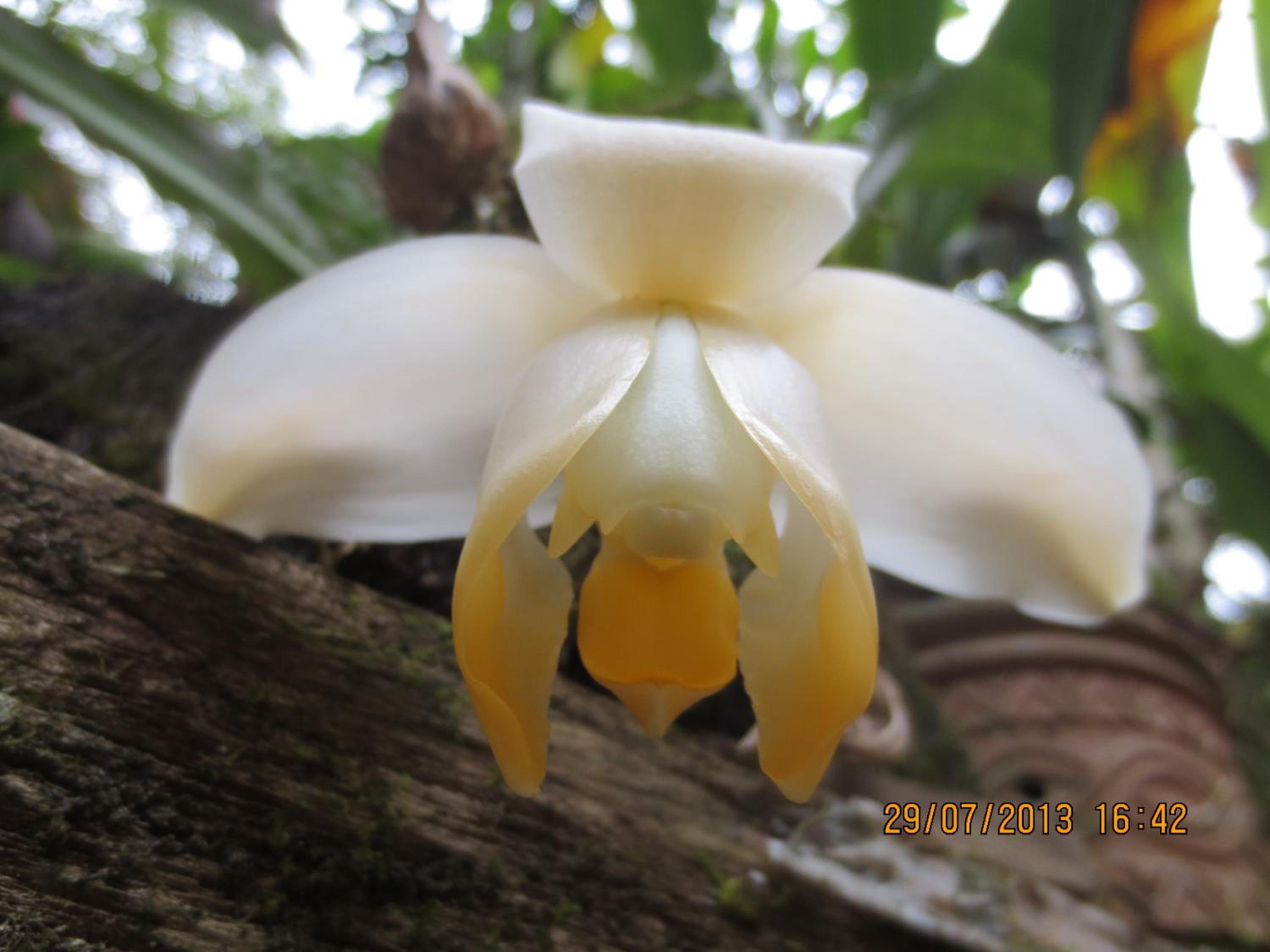 Cabañas Armonía y Jardín de Orquídeas