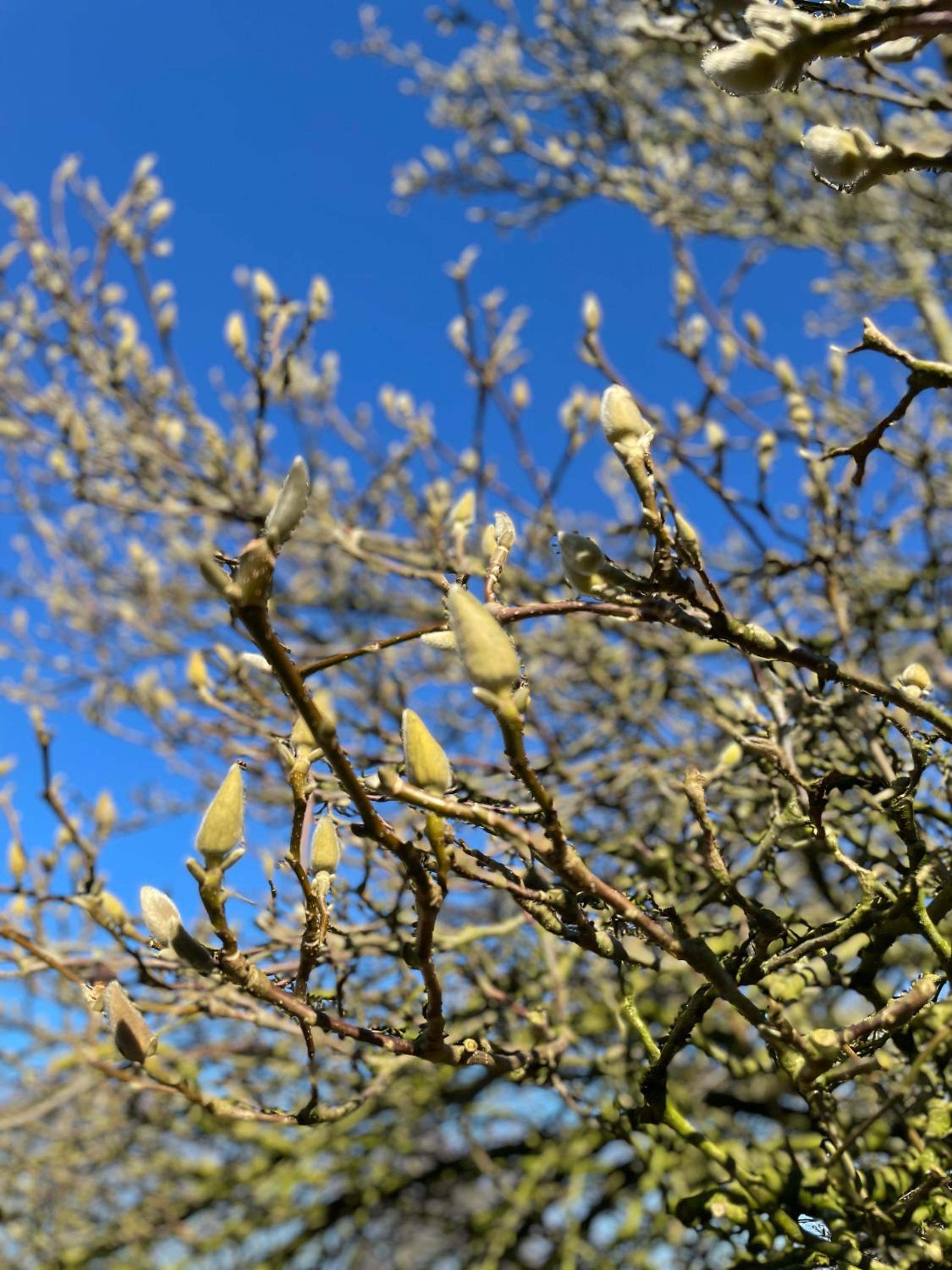Feriehus i skøn natur