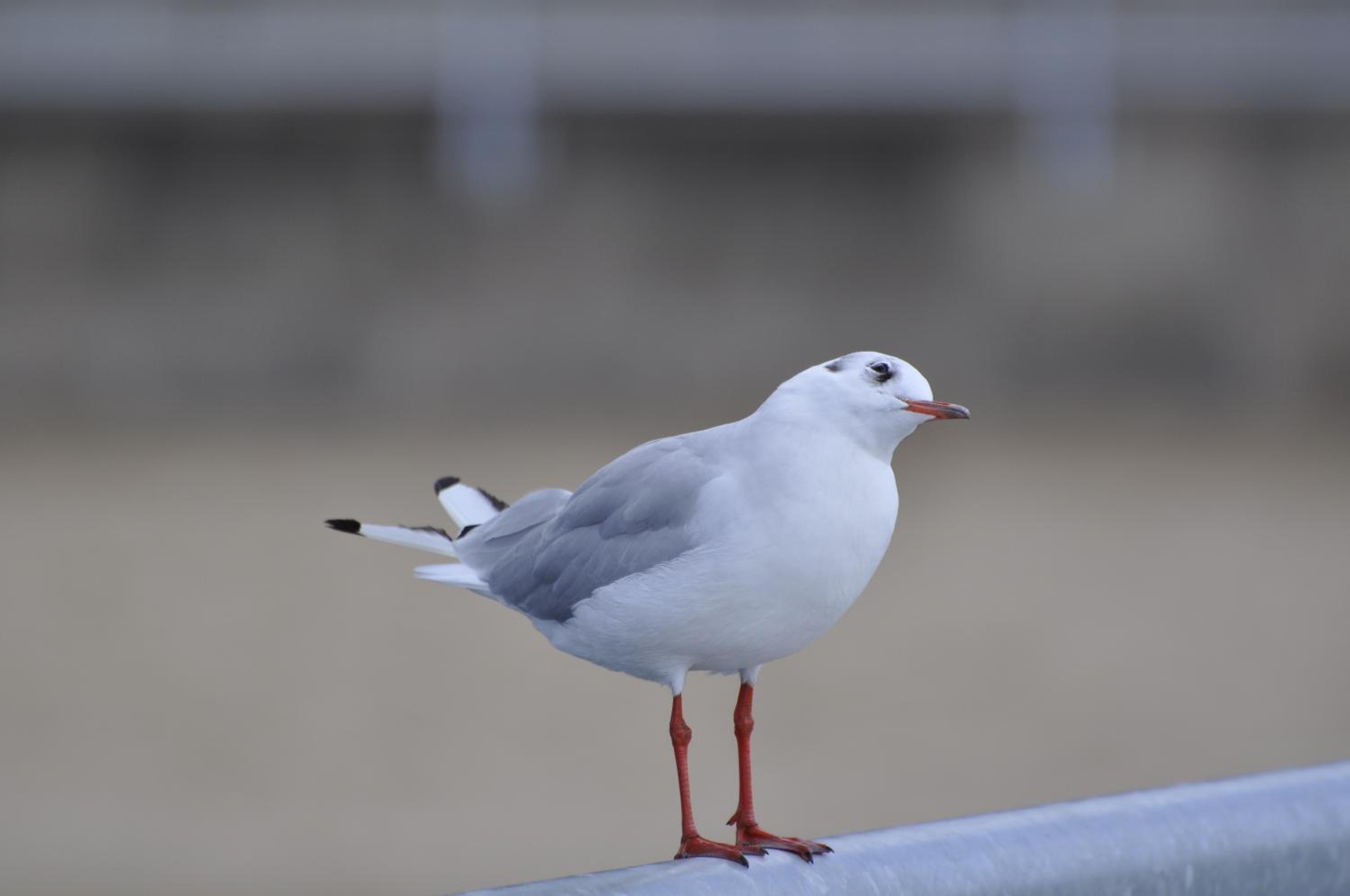 Ferienwohnung Ostsee App. 6111