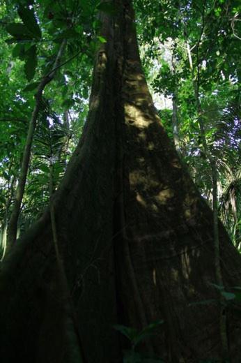 Ecolucerna Lodge Tambopata