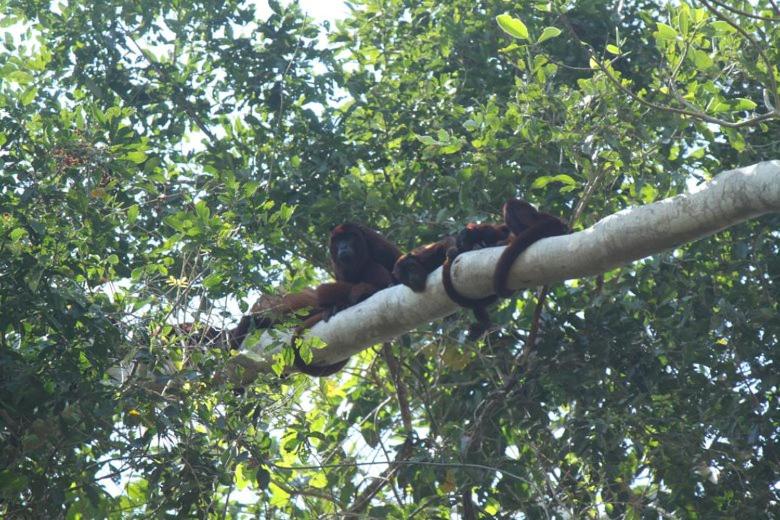 Ecolucerna Lodge Tambopata