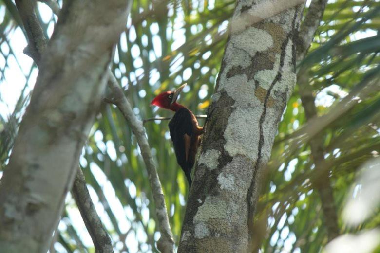 Ecolucerna Lodge Tambopata