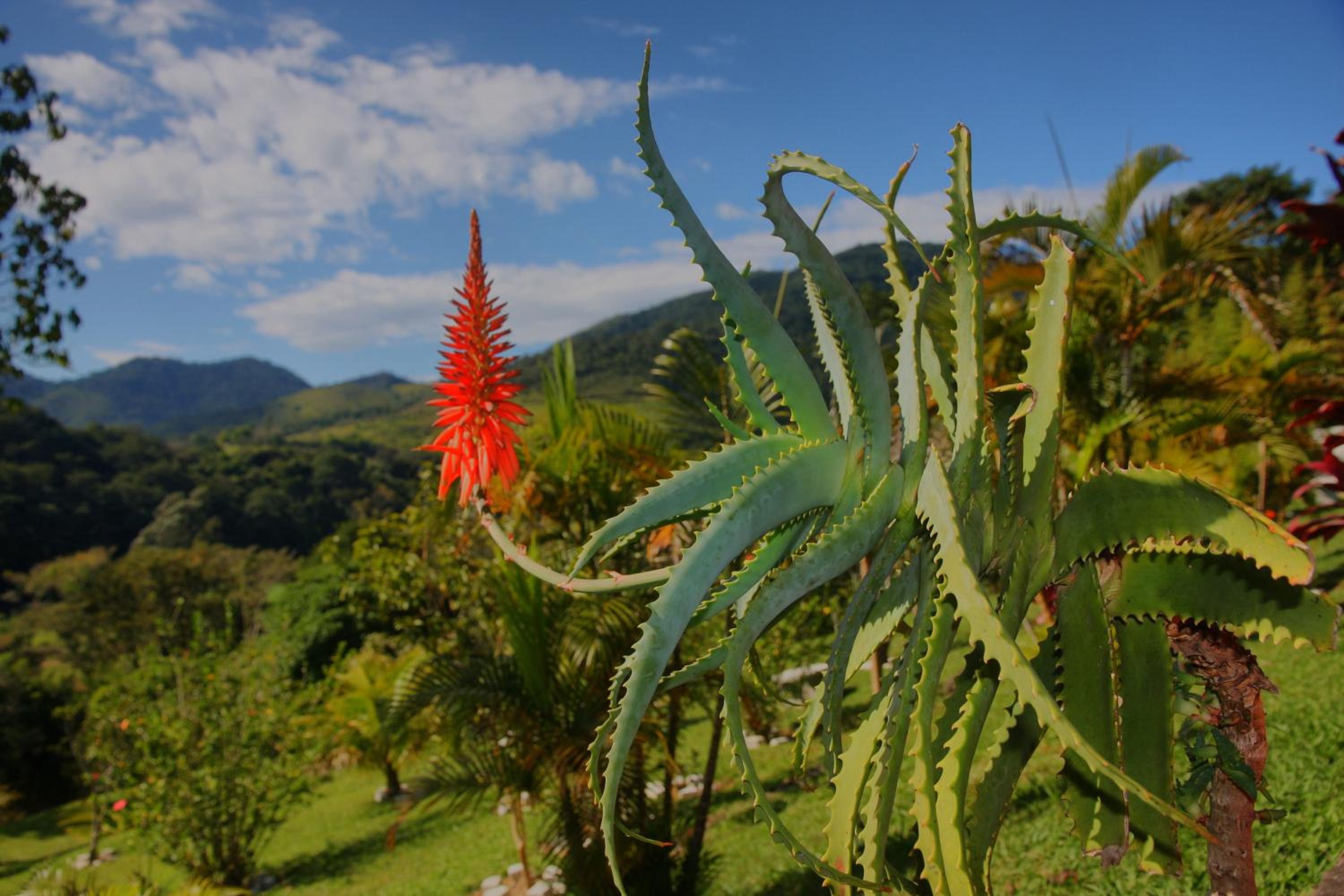 Pousada Coração Verde