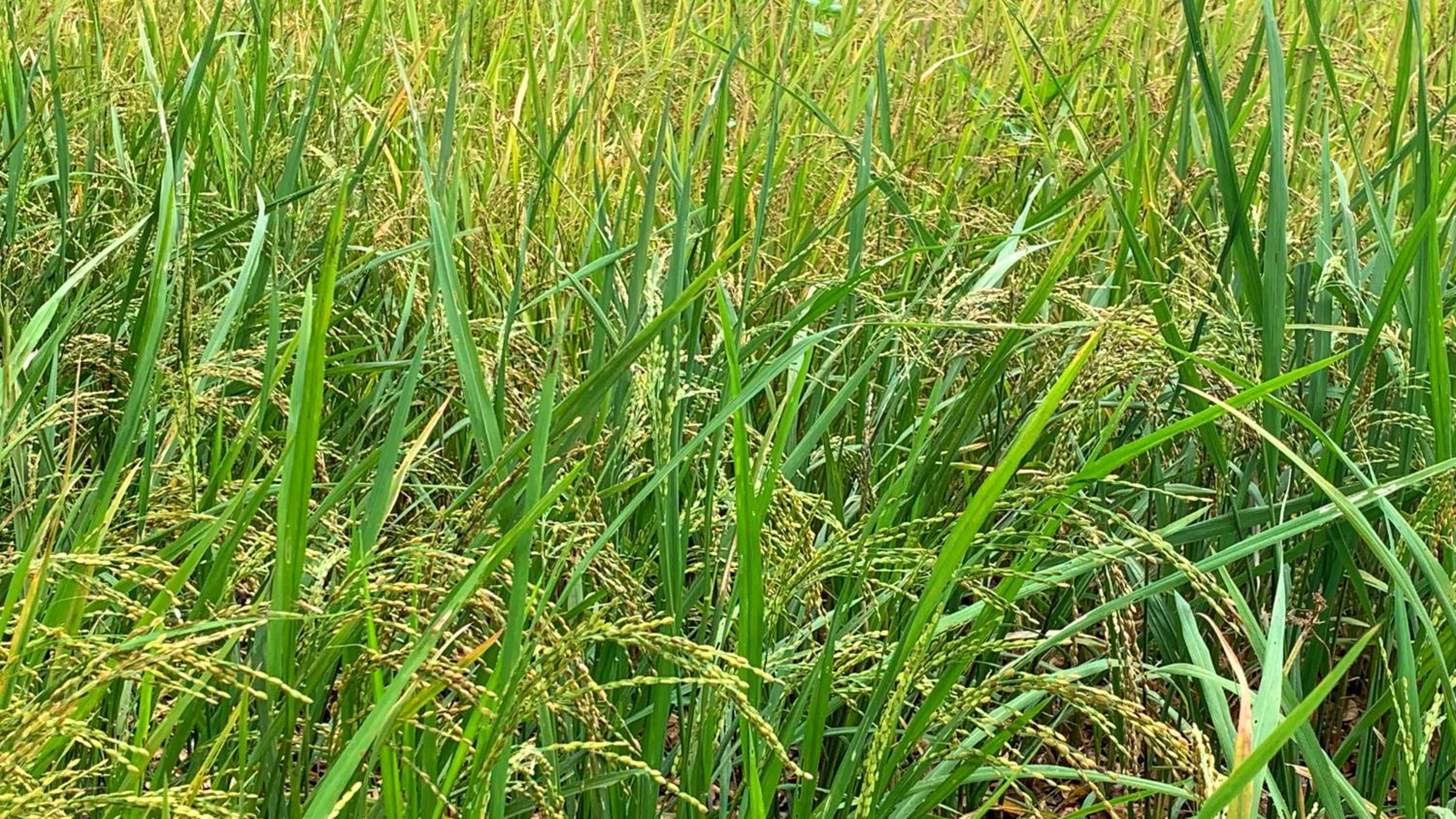 Photo 32