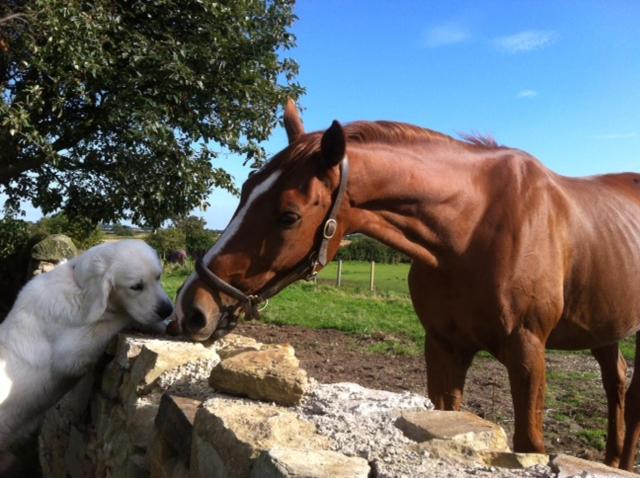 Holywell Grange Farm view 5