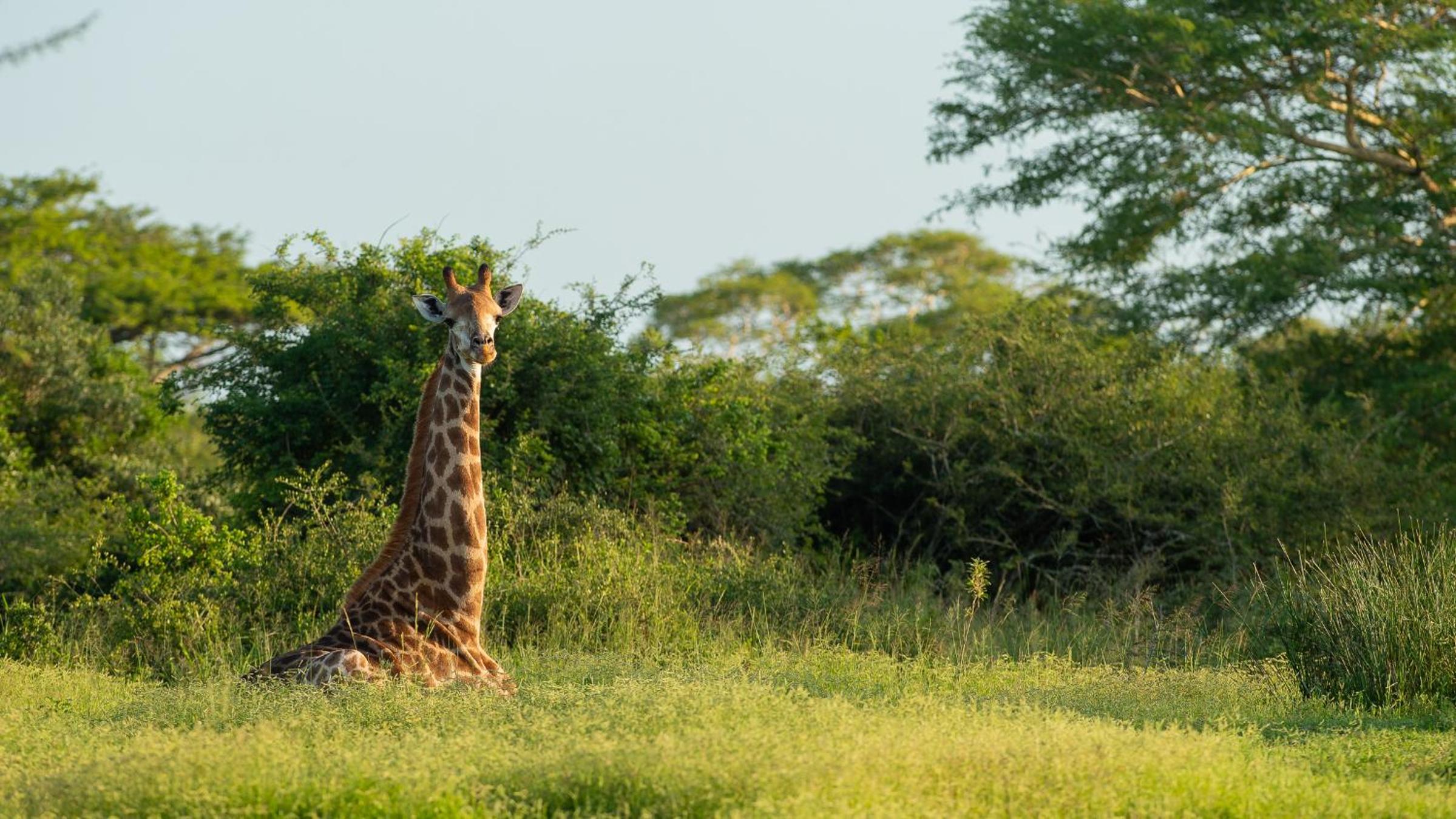Hluhluwe Vacations - Zululand Lodge - Property Image 9