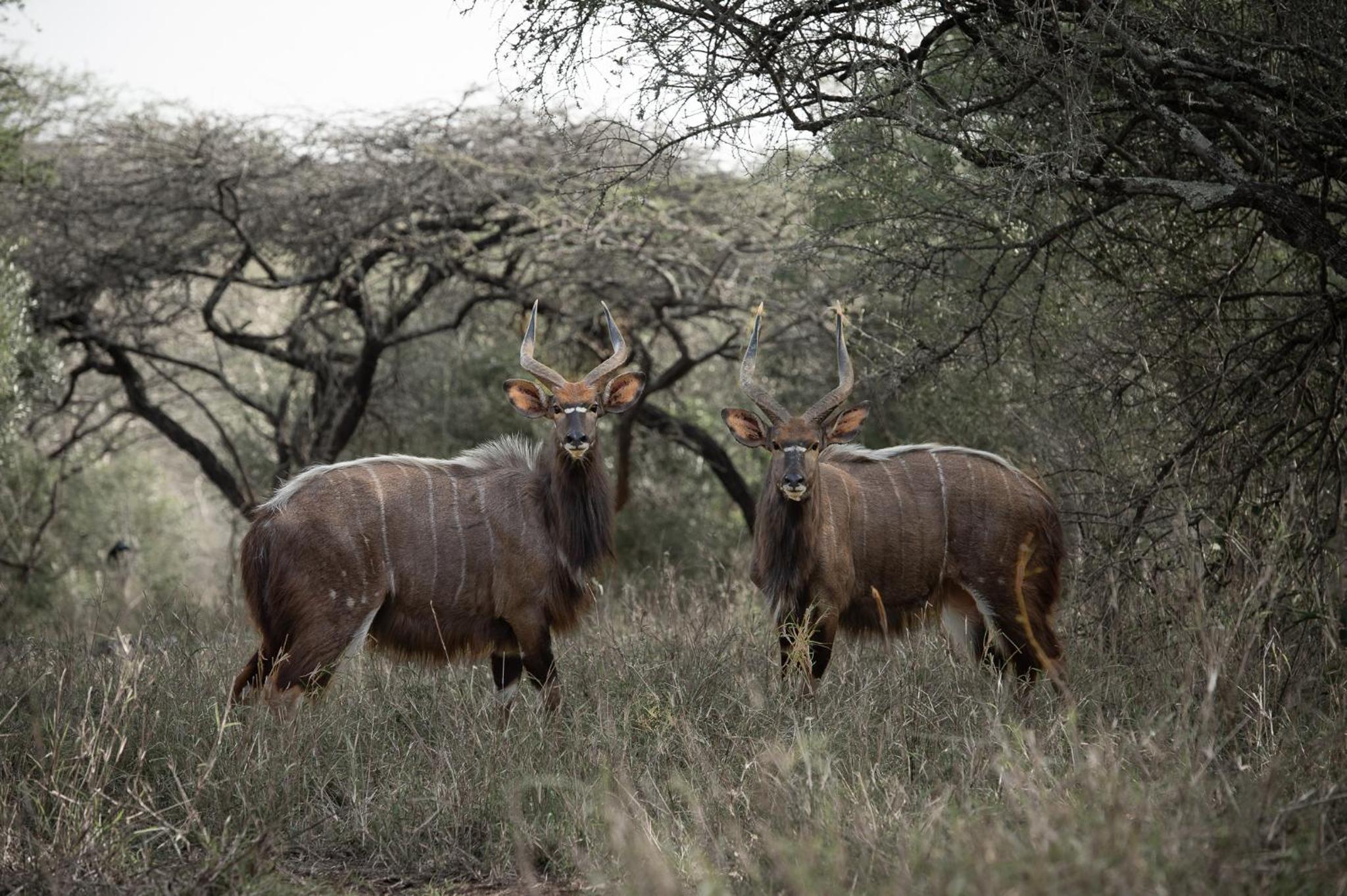 Hluhluwe Vacations - Zululand Lodge - Property Image 1