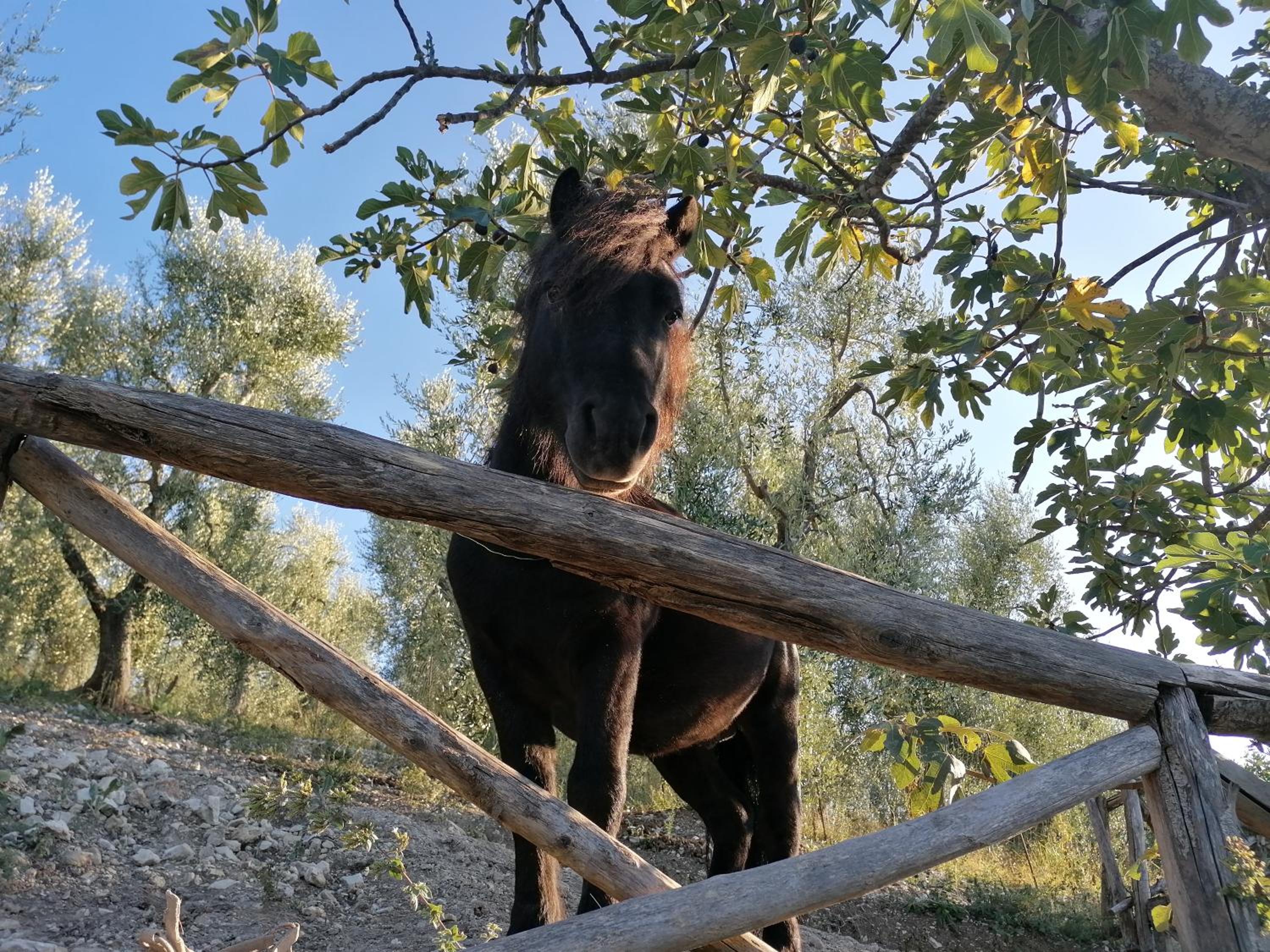 Agriturismo Valle Dei Gelsi Country House