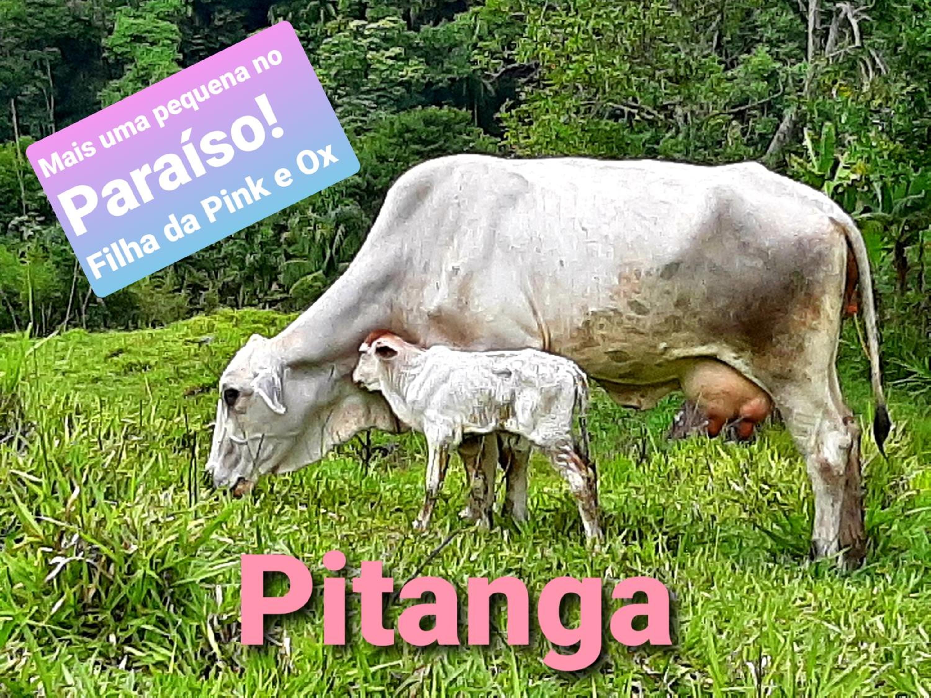 Fazendinha Paraíso