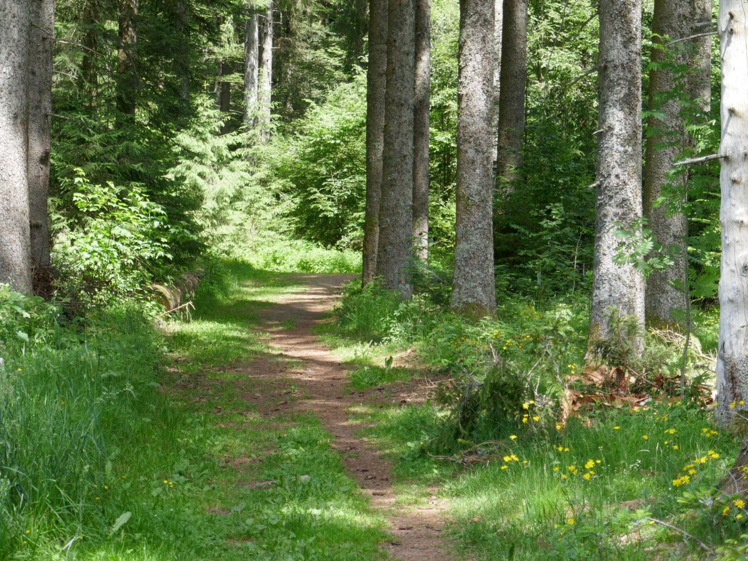 Fewo Furtwangen