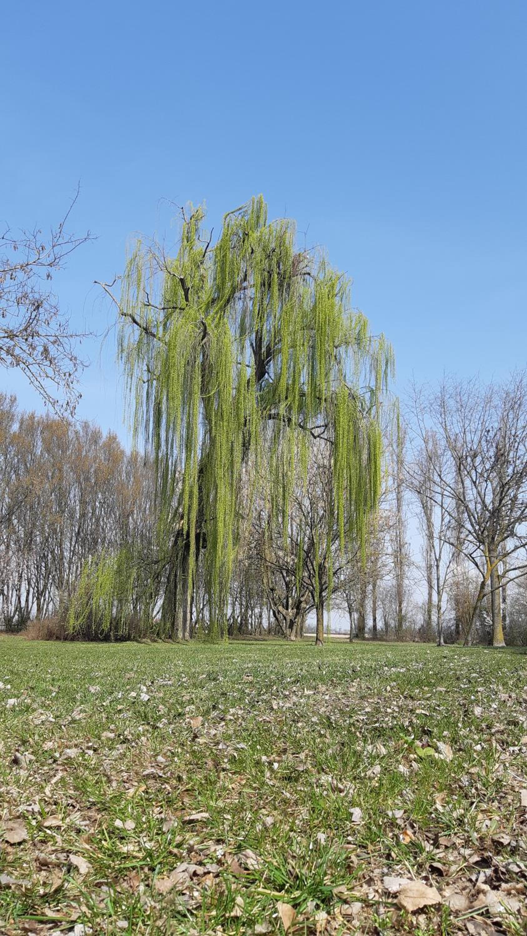 Photo 44