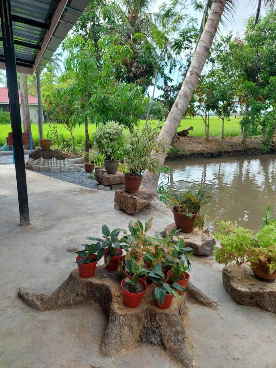 Pink Homestay D'Perlis
