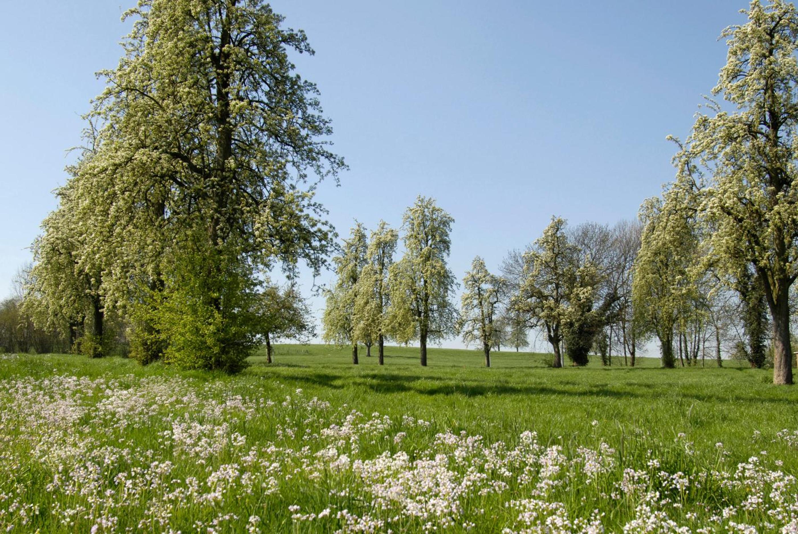 Vakantiewoningen-Pizzeria Blanckthys Voeren