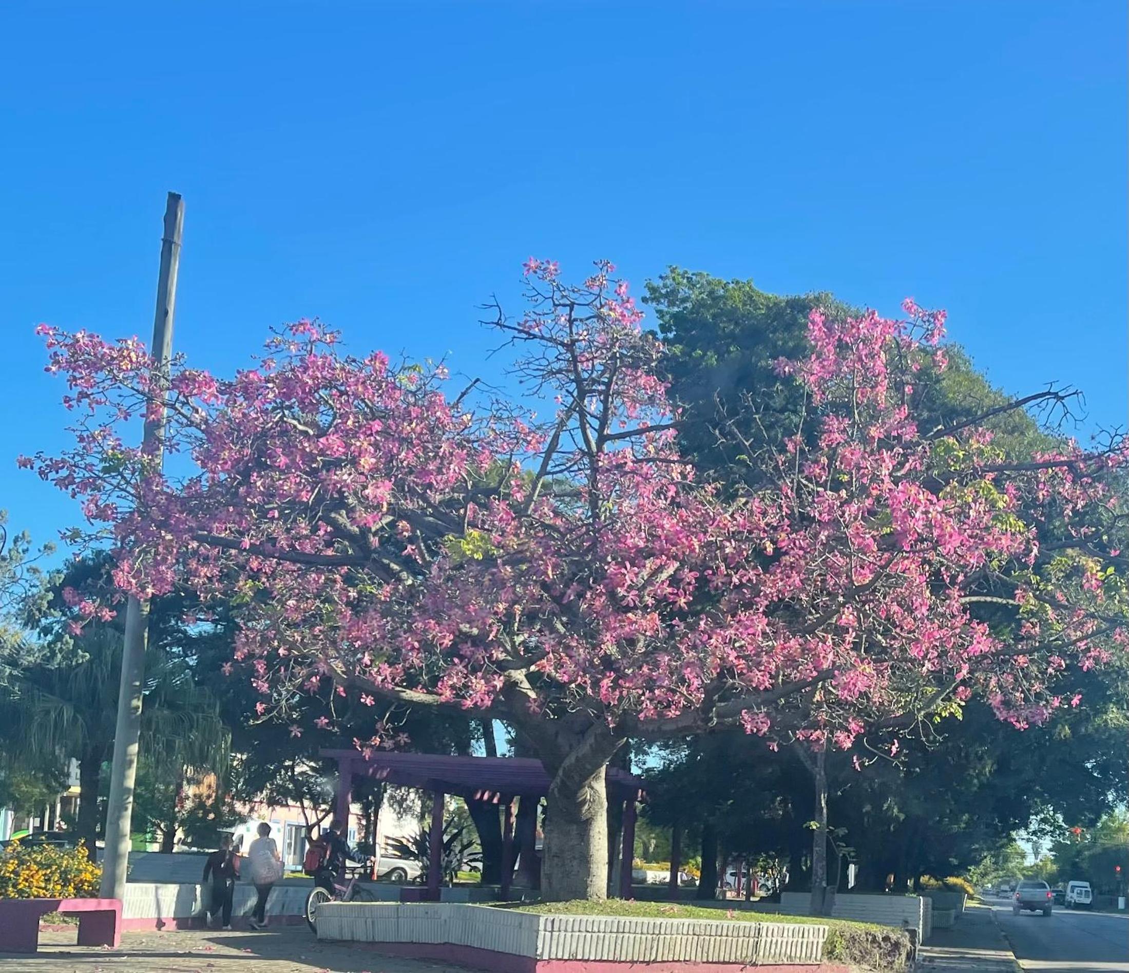 HANAKOTOBA El lenguaje de las Flores