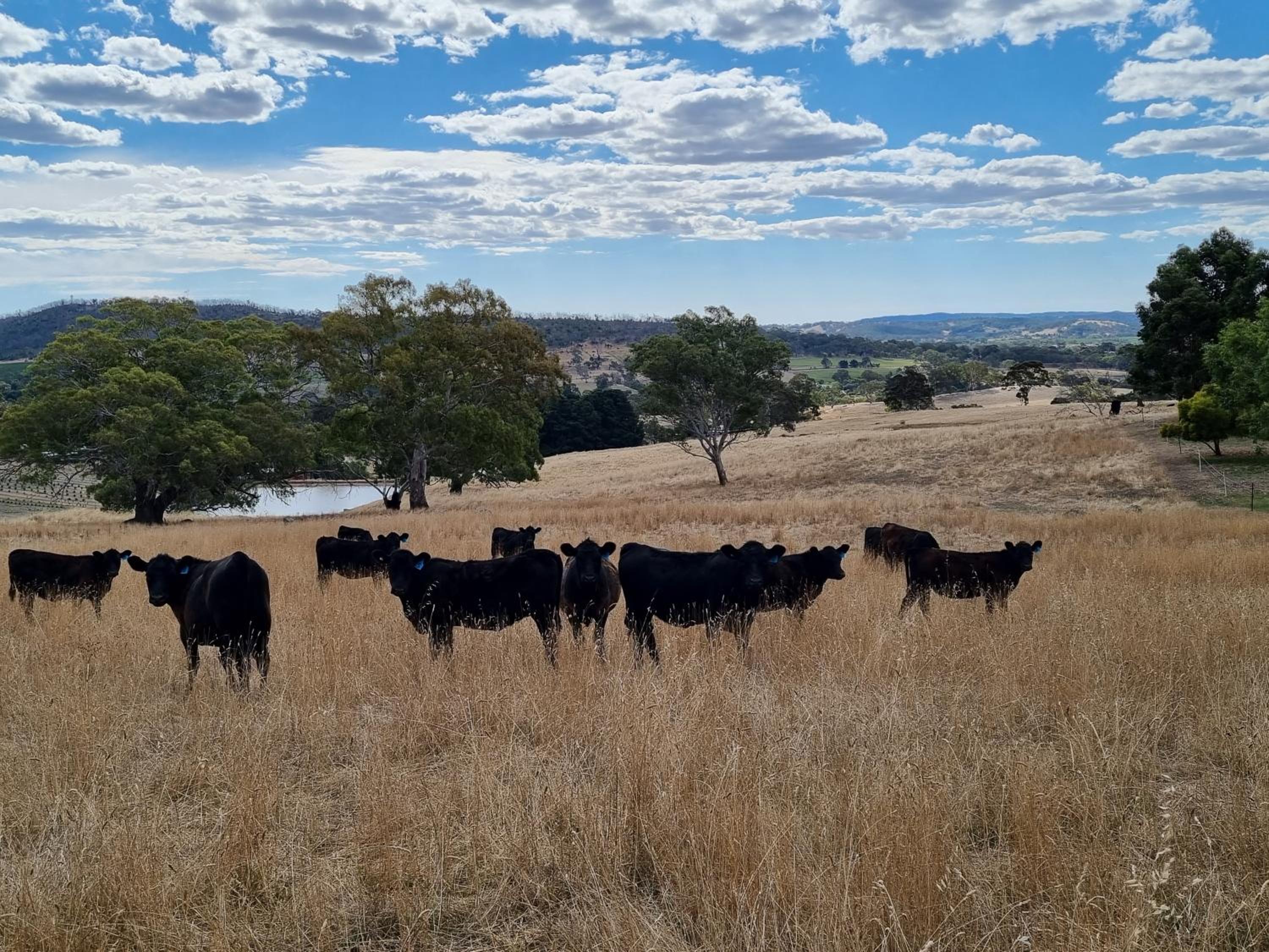 47 WOOLSHED ROAD - Adelaide Hills rural retreat