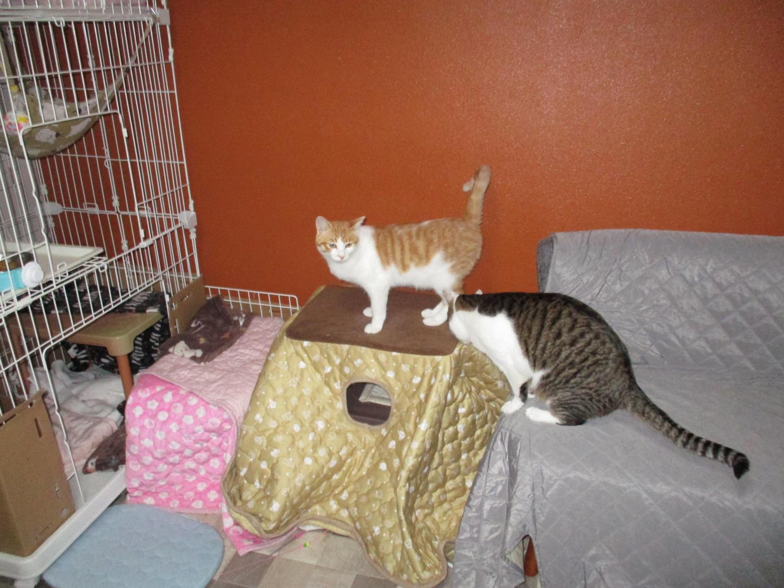 Photo 49