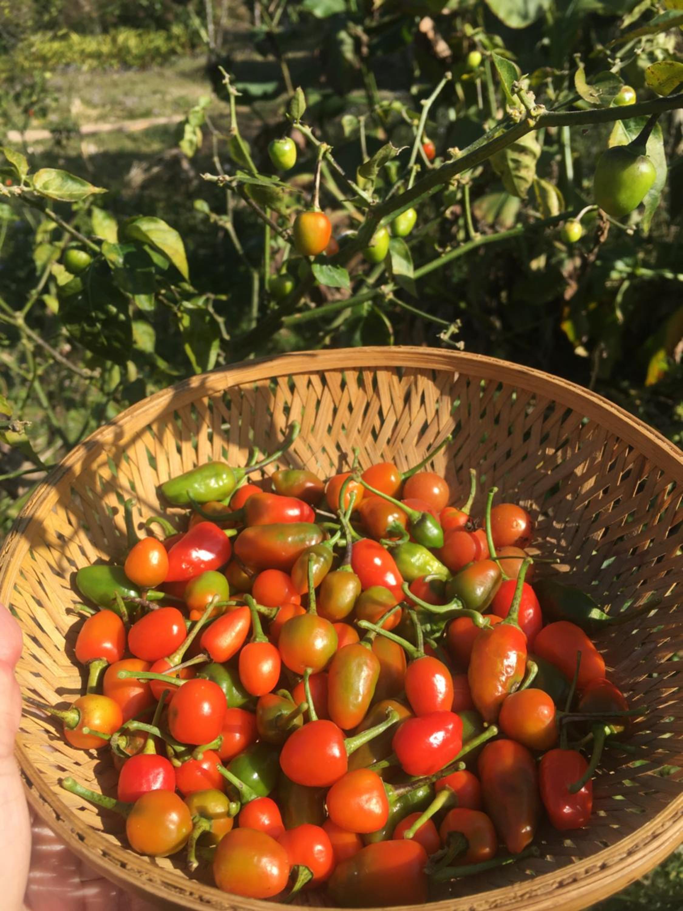 Photo 39