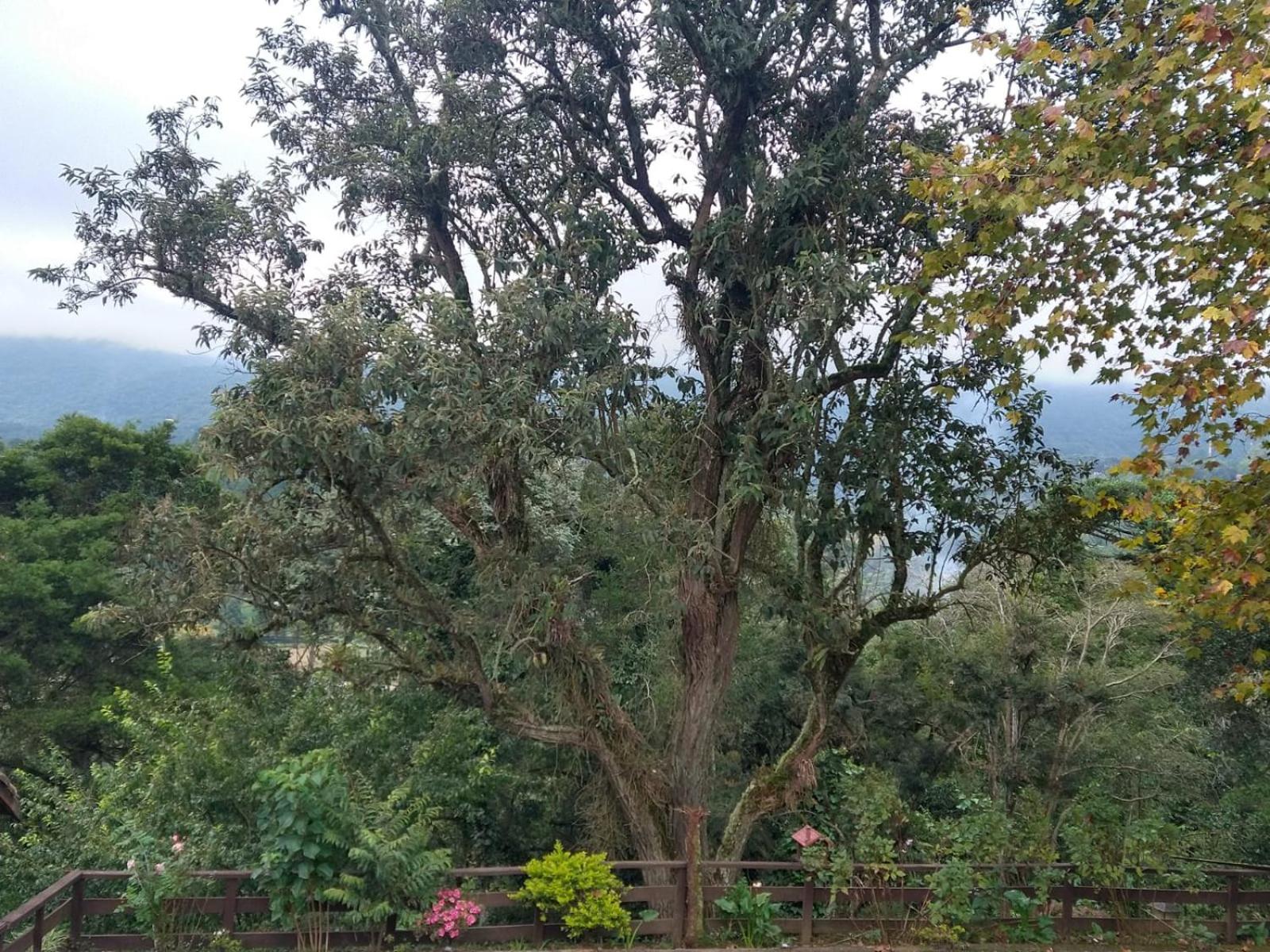 Pousada Estrela da Serra