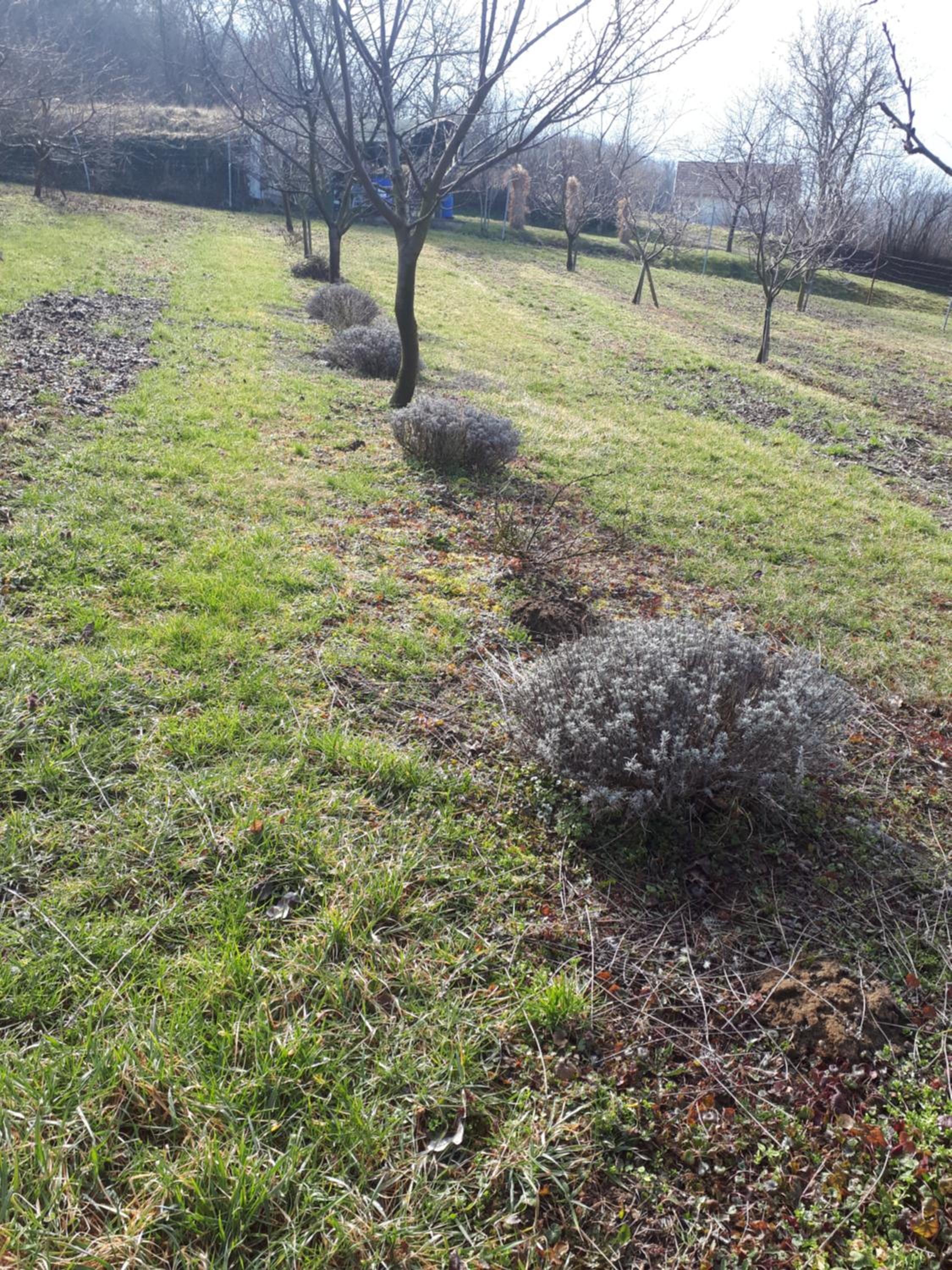 Kéknefelejcs Vendégház