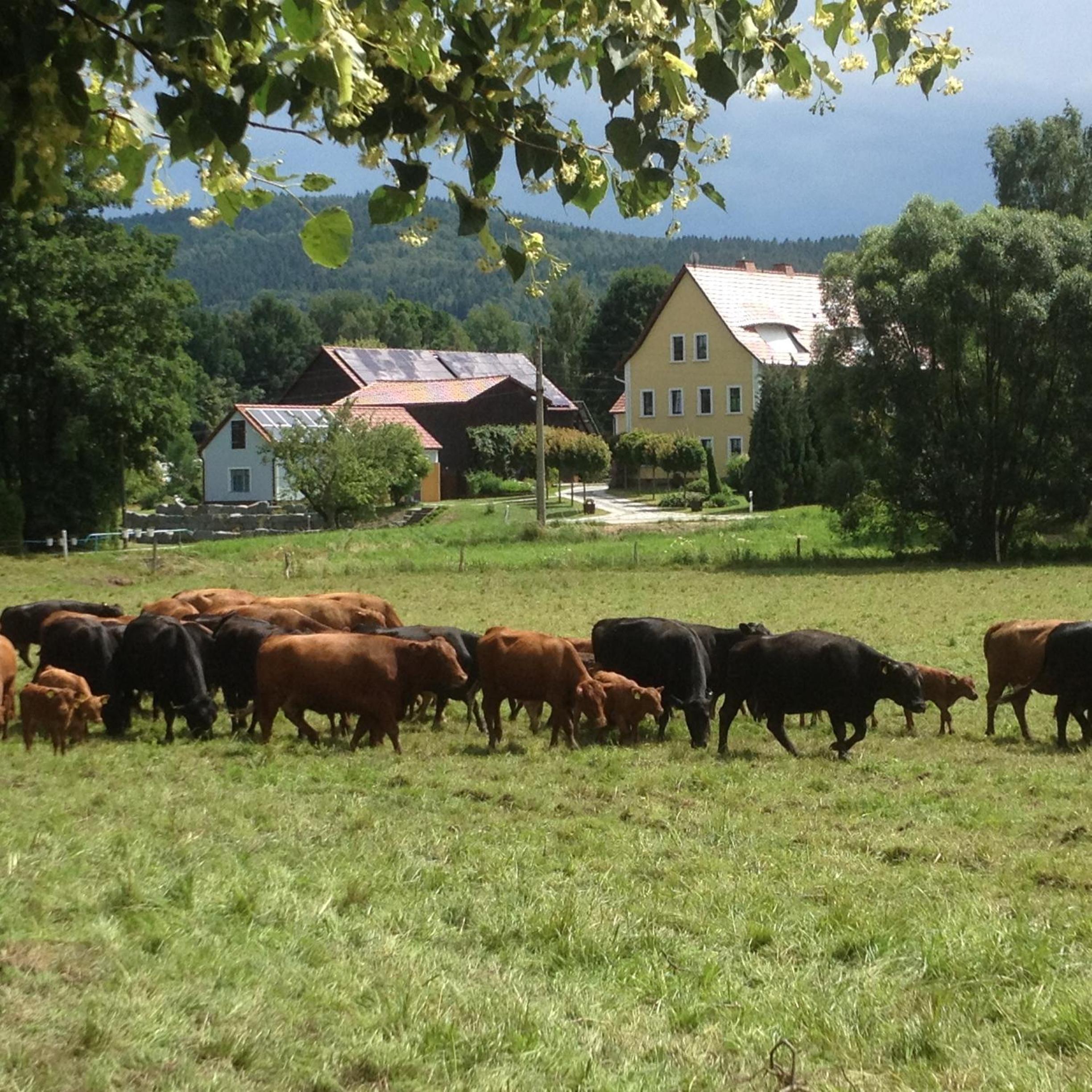 Haflingerstall