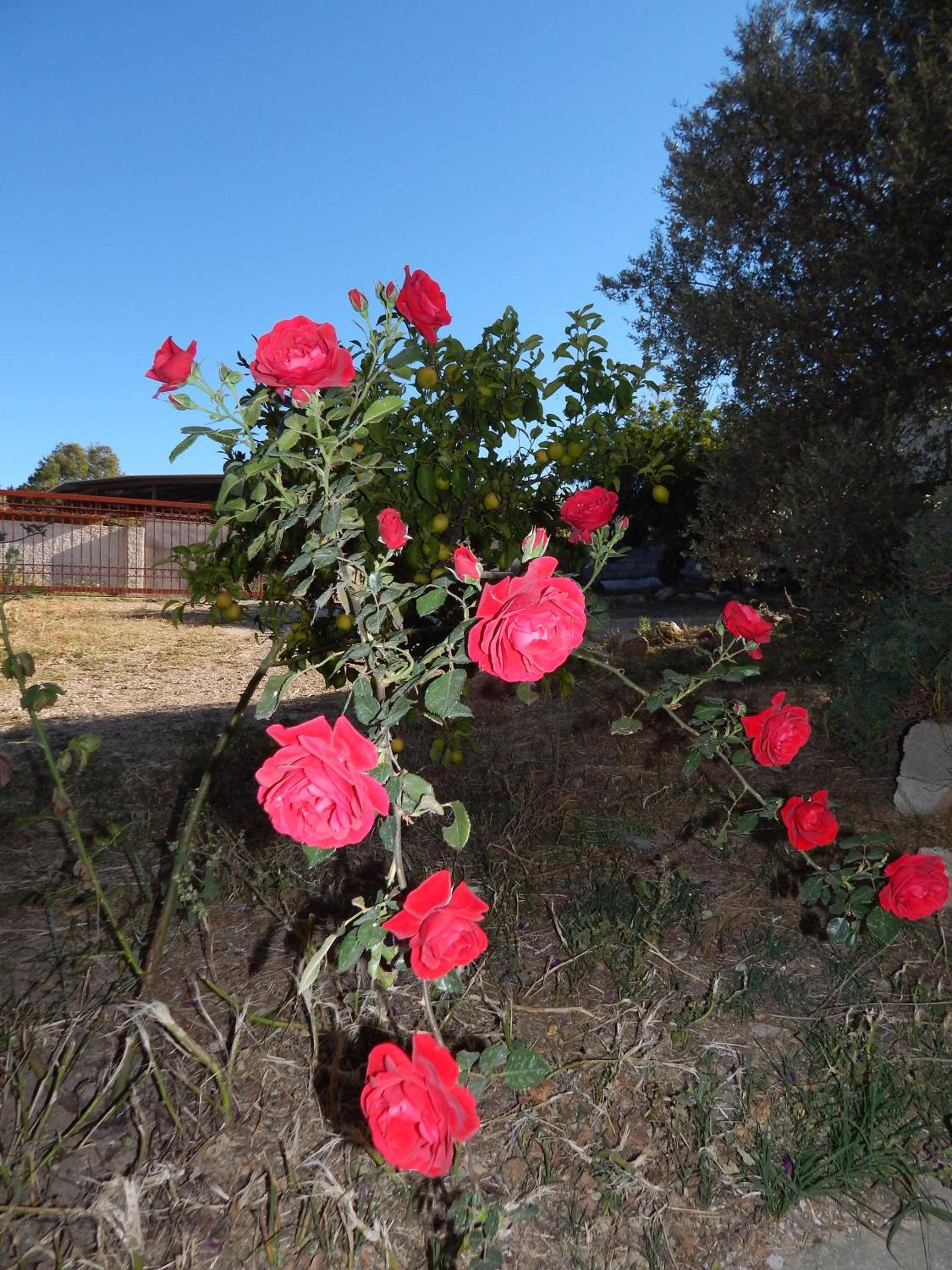 Photo 16